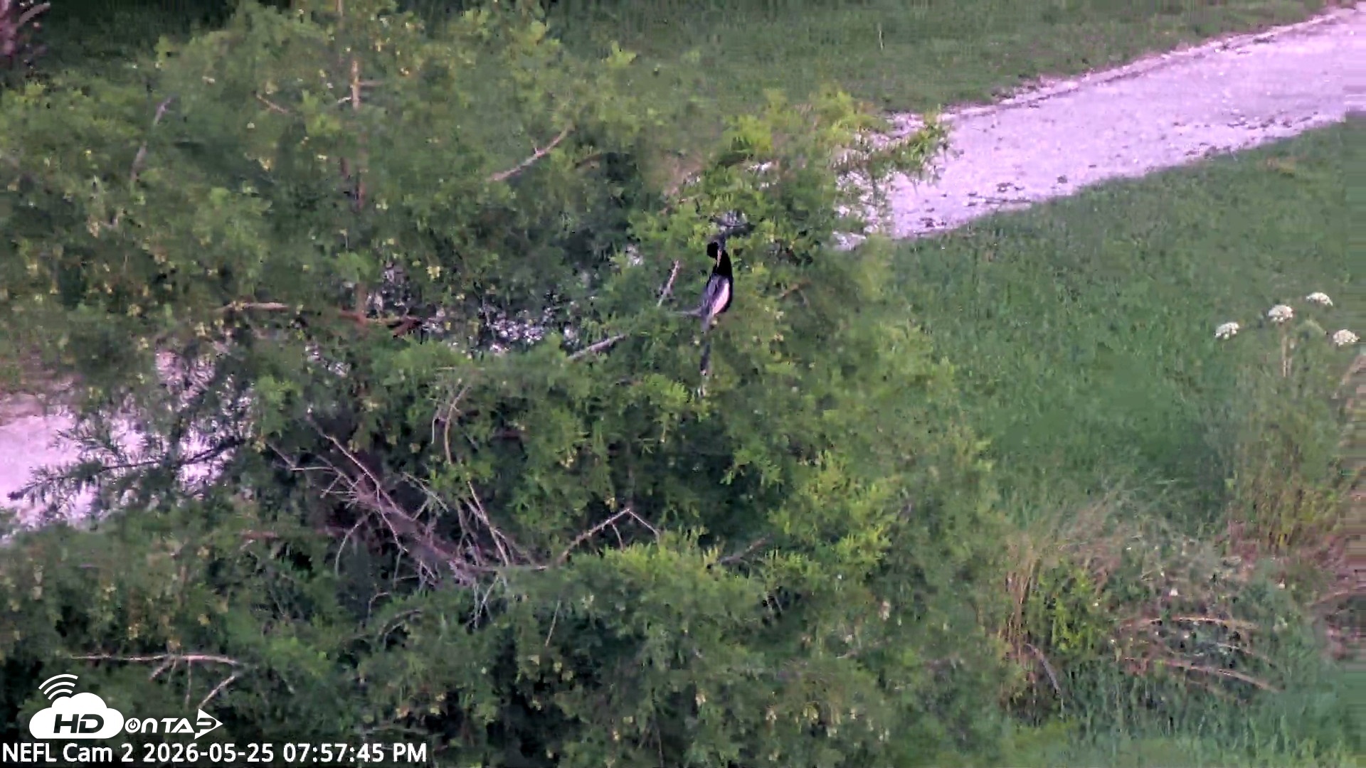 Snapshot of NE Florida Eagles Live Webcam taken May 25, 2026, 7:58pm EDT