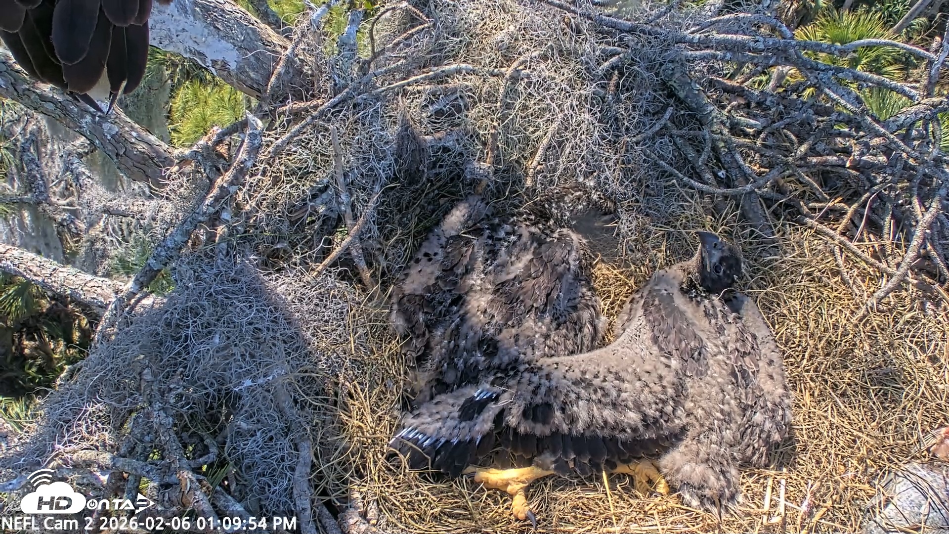 Snapshot of NE Florida Eagles Live Webcam taken Feb 6, 2026, 1:10pm EST
