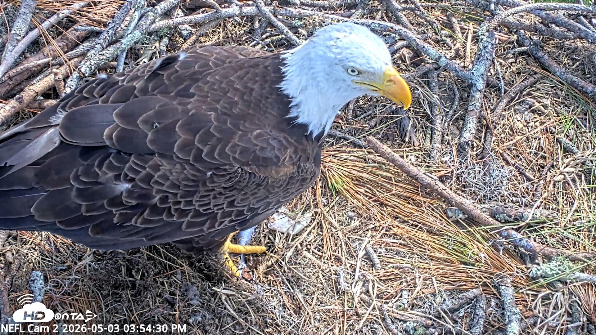 Snapshot of NE Florida Eagles Live Webcam taken May 3, 2026, 3:56pm EDT