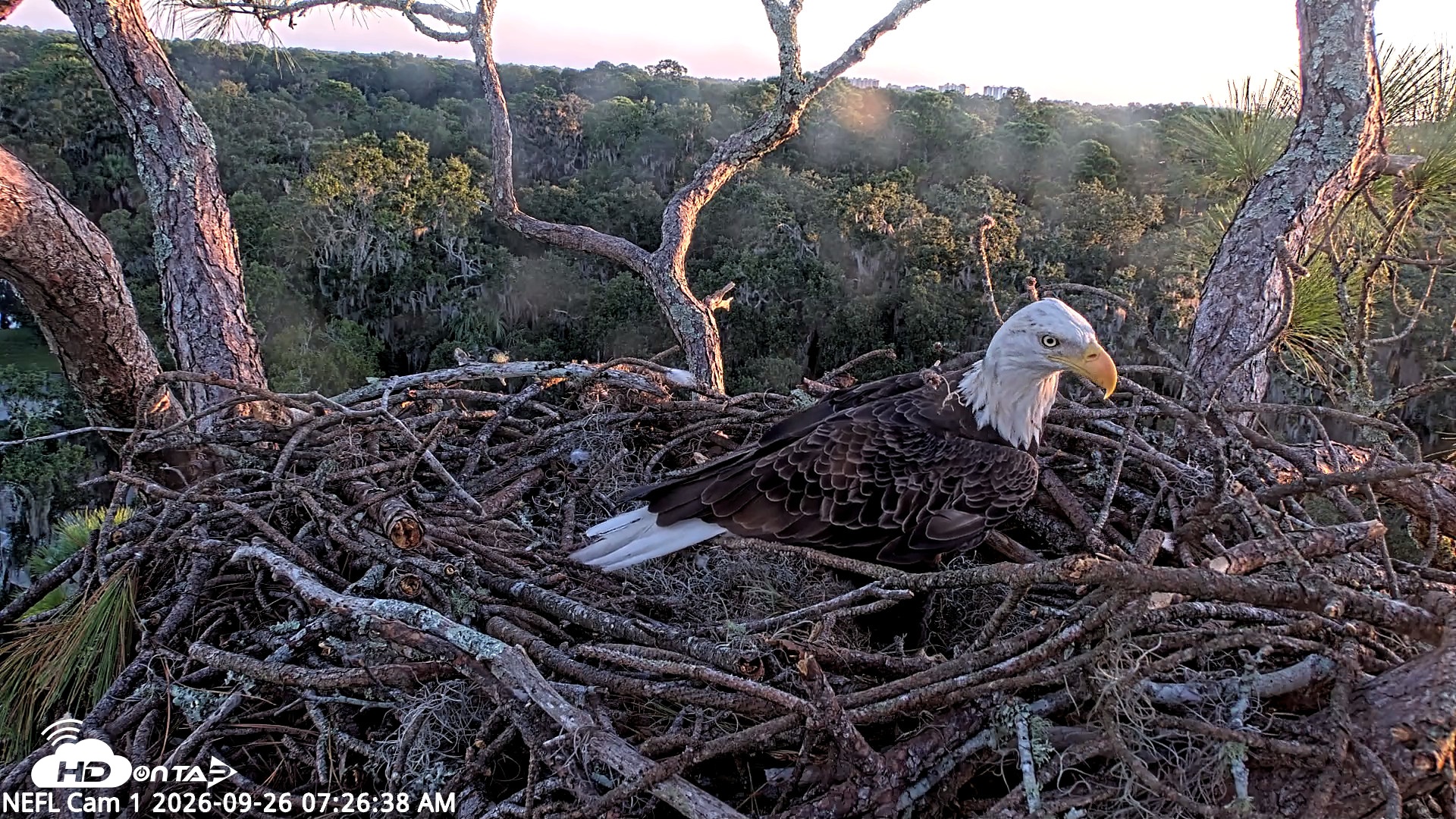 Snapshot of NE Florida Eagles Live Webcam taken Sep 26, 2026, 7:29am EDT