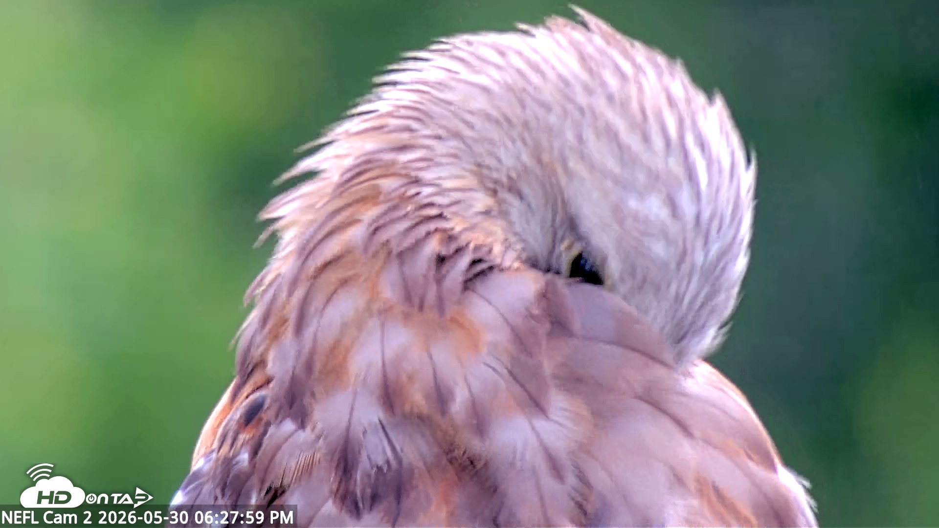 Snapshot of NE Florida Eagles Live Webcam taken May 30, 2026, 6:28pm EDT