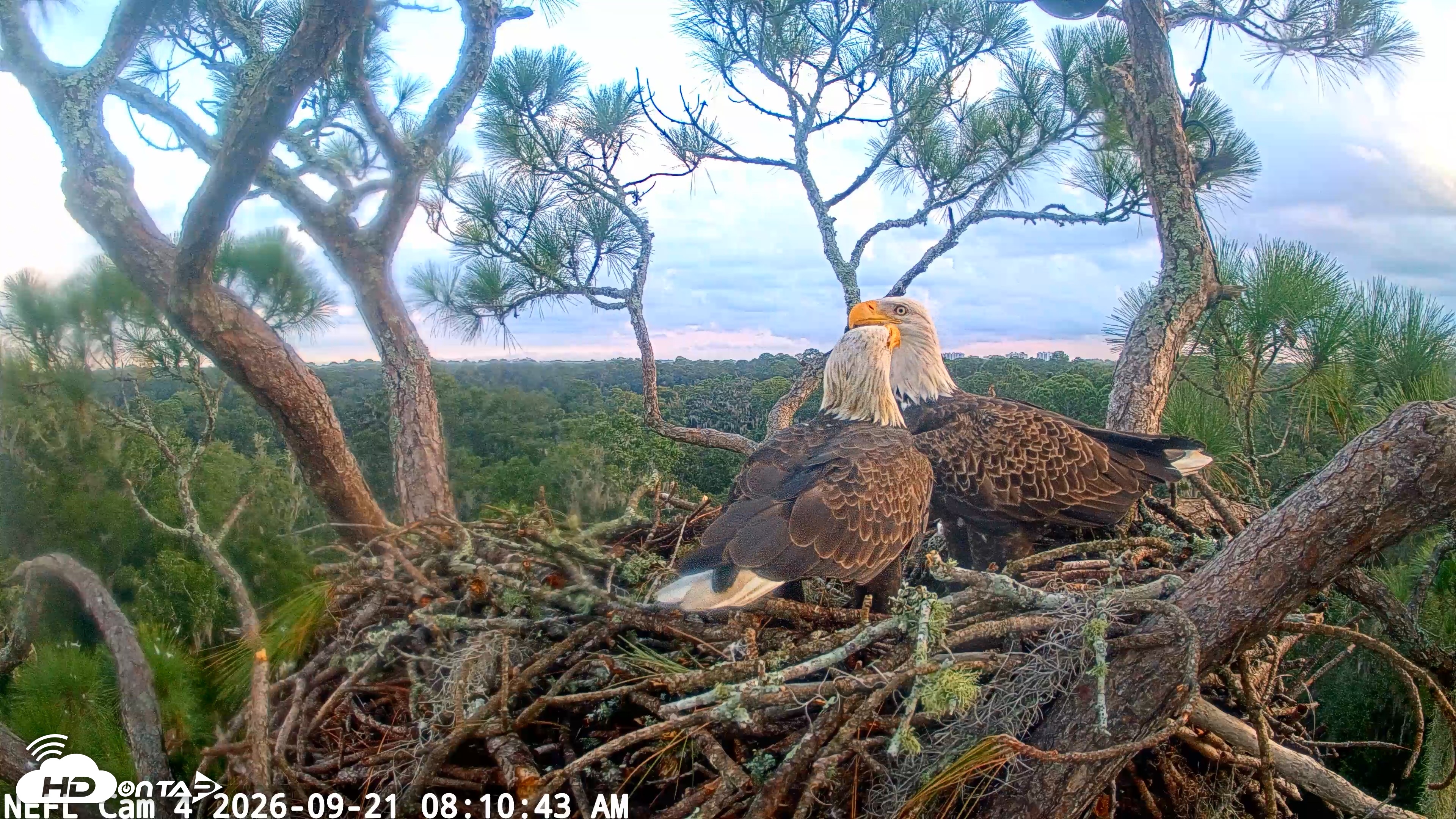 Snapshot of NE Florida Eagles Live Webcam taken Sep 21, 2026, 8:11am EDT
