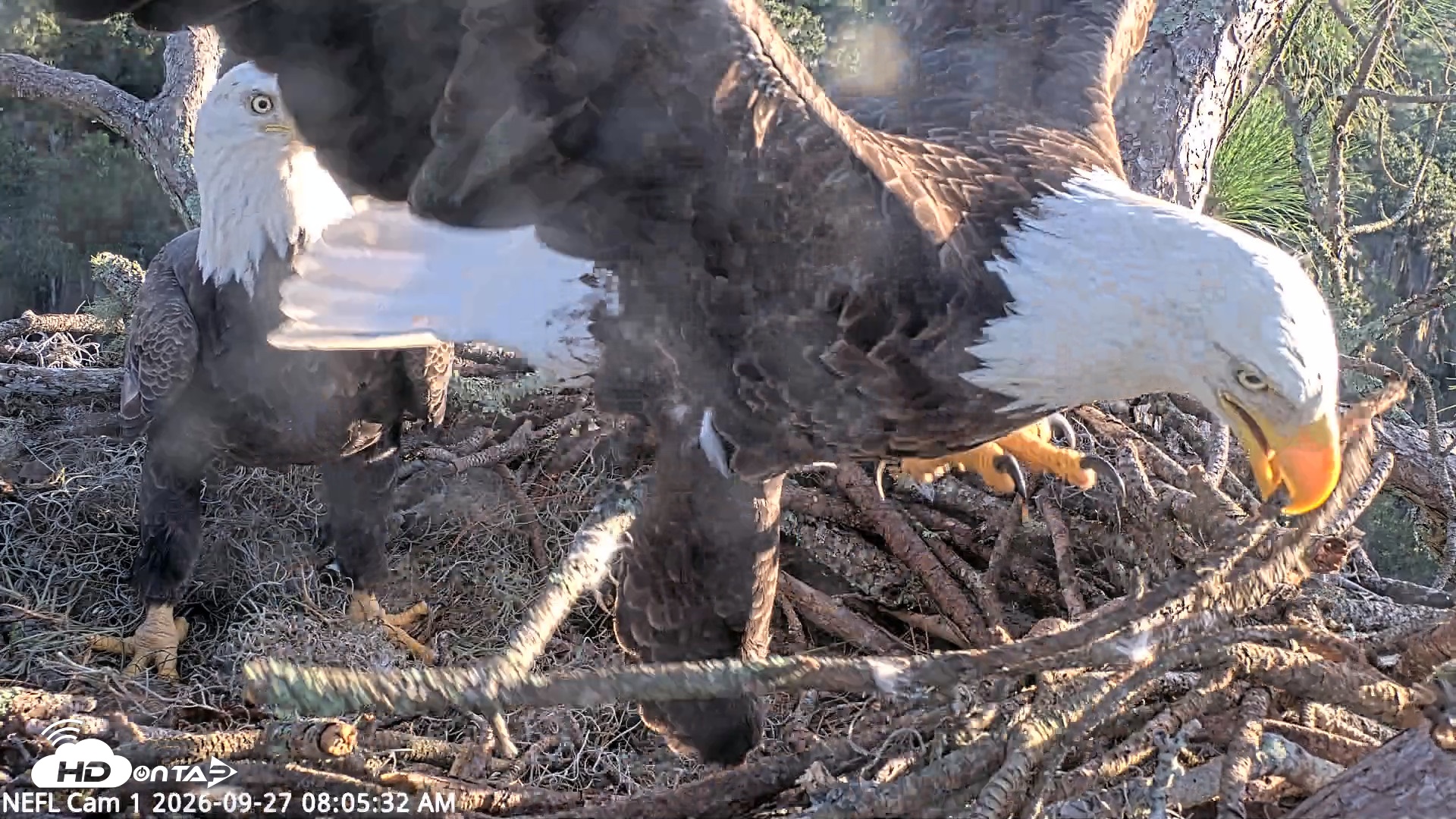 Snapshot of NE Florida Eagles Live Webcam taken Sep 27, 2026, 8:06am EDT