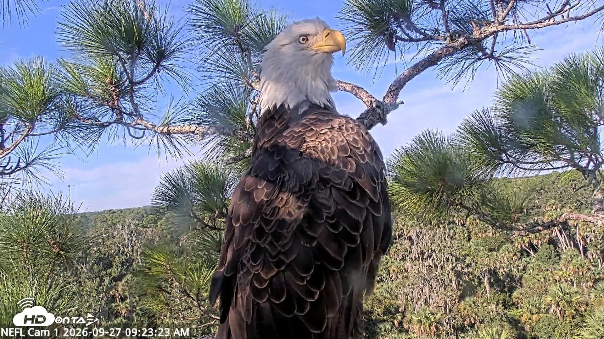 Snapshot of NE Florida Eagles Live Webcam taken Sep 27, 2026, 9:24am EDT