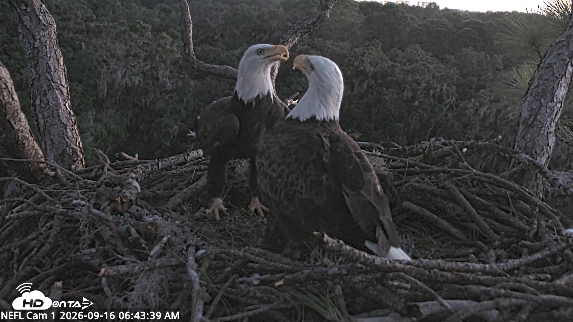 Snapshot of NE Florida Eagles Live Webcam taken Sep 16, 2026, 6:44am EDT