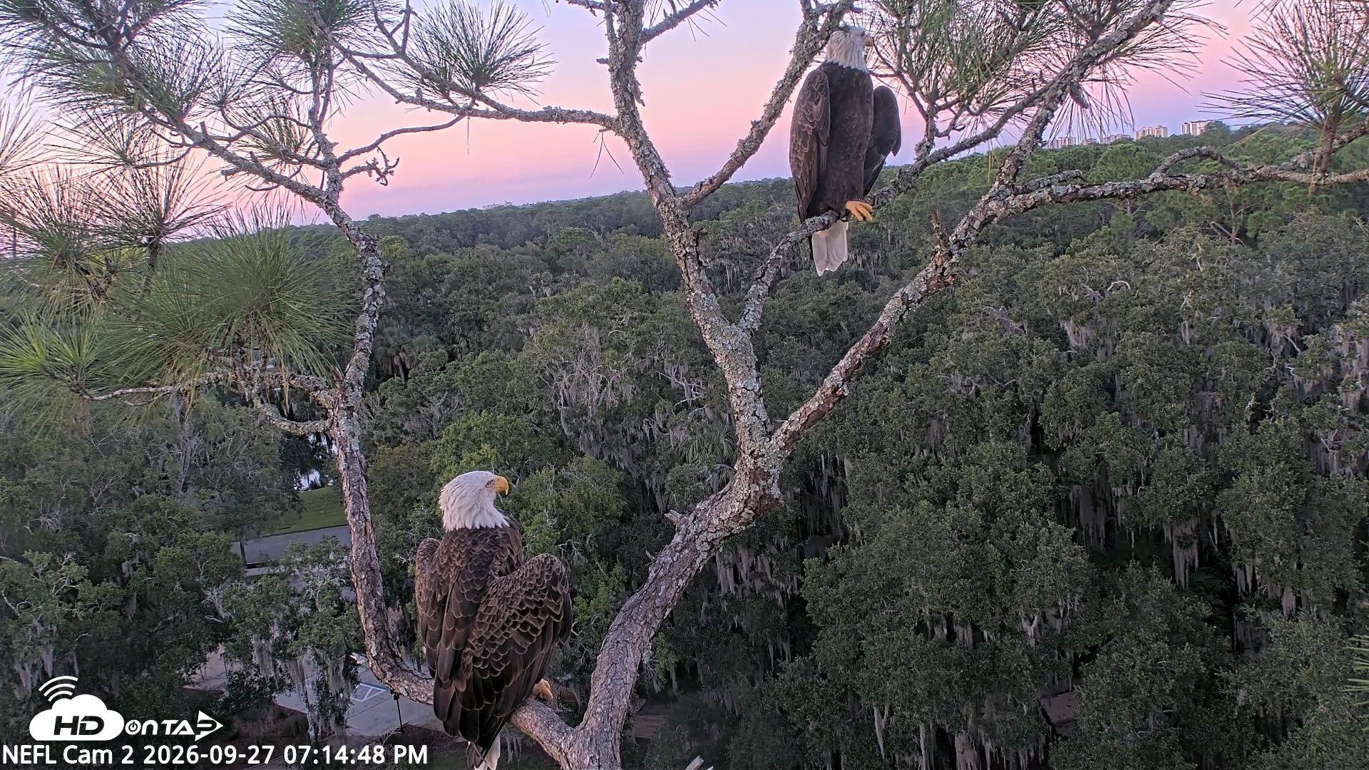Snapshot of NE Florida Eagles Live Webcam taken Sep 27, 2026, 7:15pm EDT