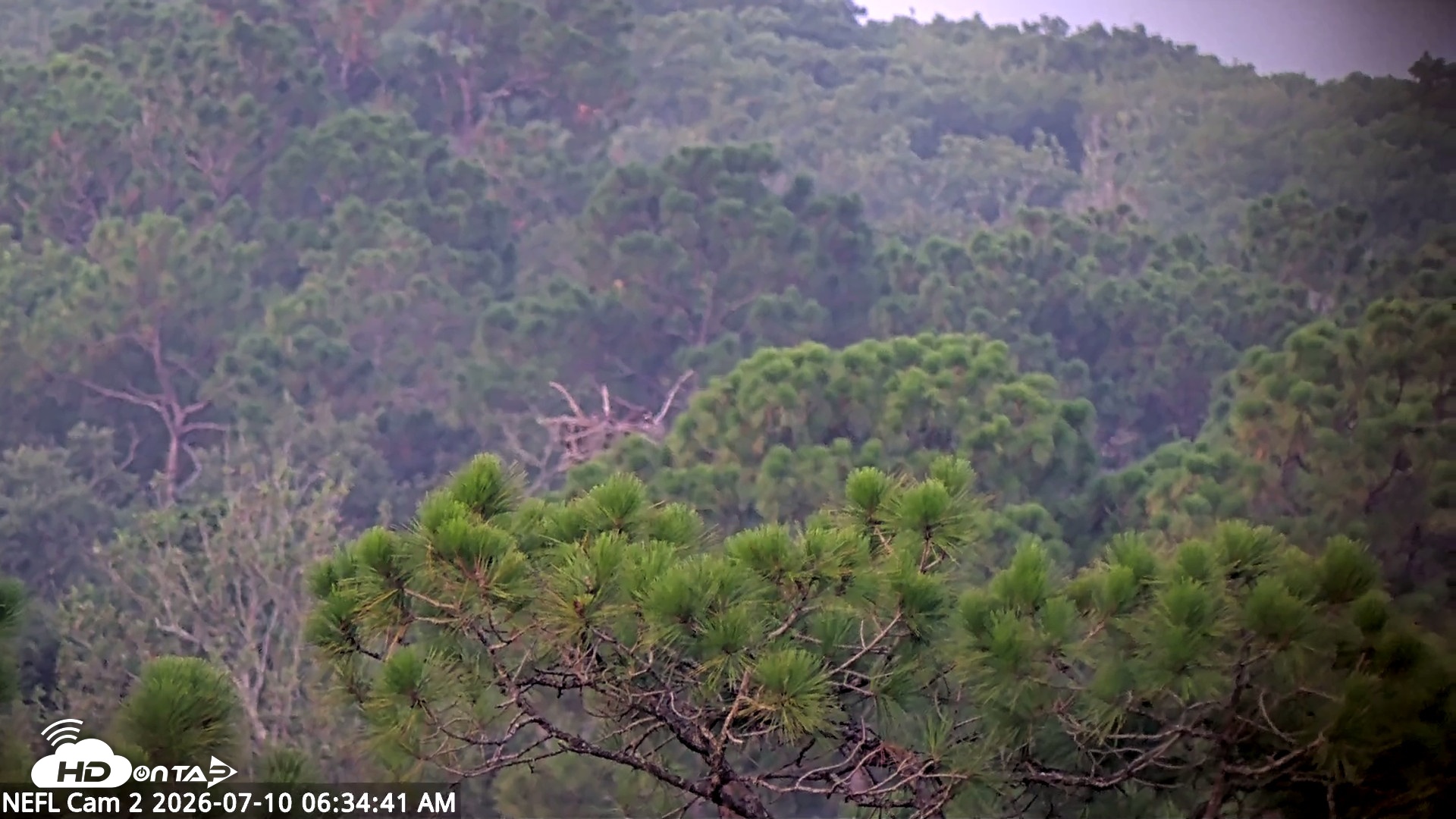 Snapshot of NE Florida Eagles Live Webcam taken Jul 10, 2026, 6:35am EDT