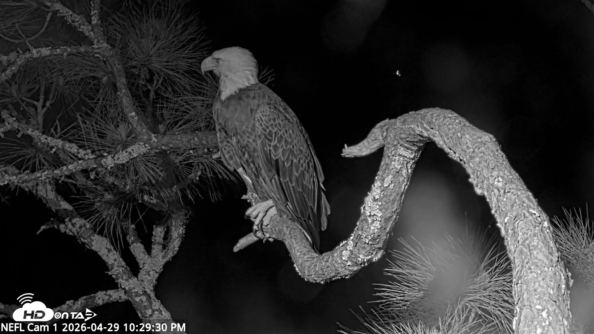 Snapshot of NE Florida Eagles Live Webcam taken Apr 29, 2026, 10:30pm EDT
