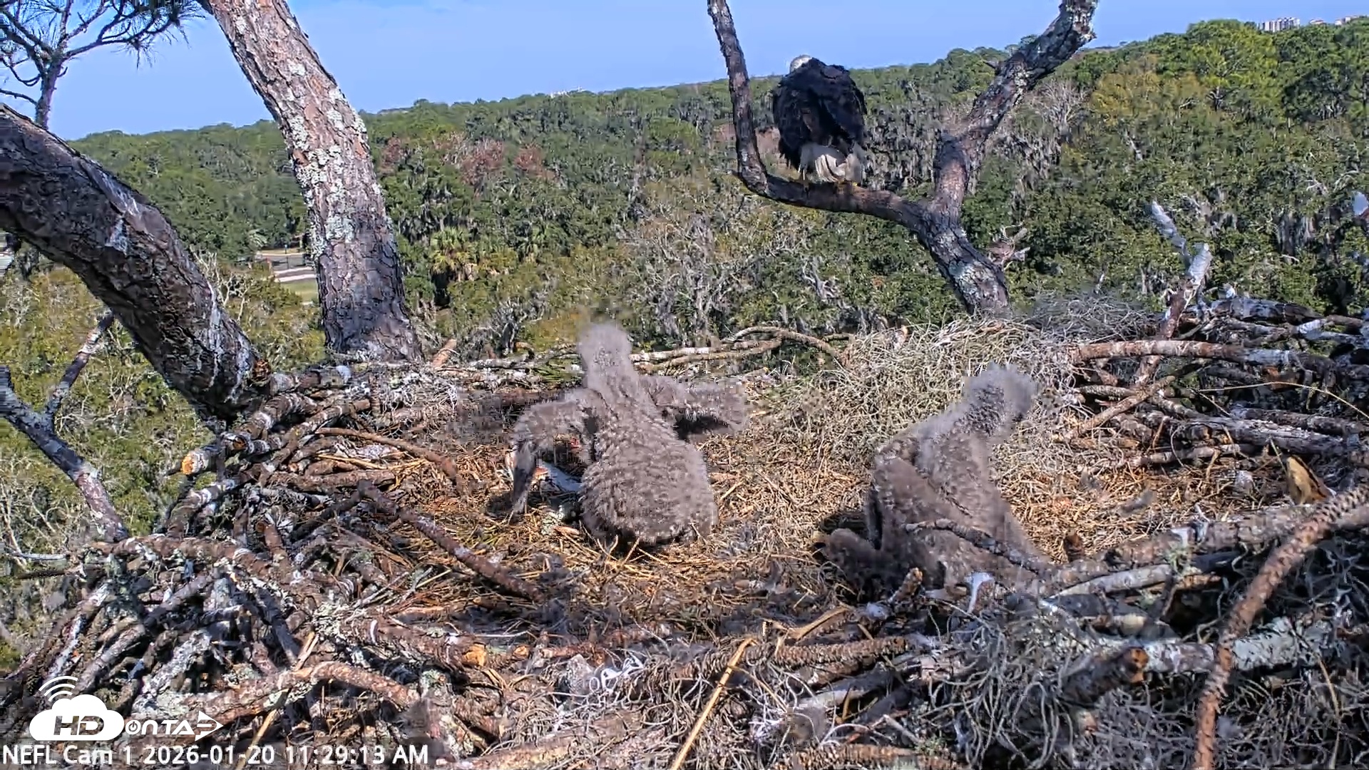 Snapshot of NE Florida Eagles Live Webcam taken Jan 20, 2026, 11:30am EST
