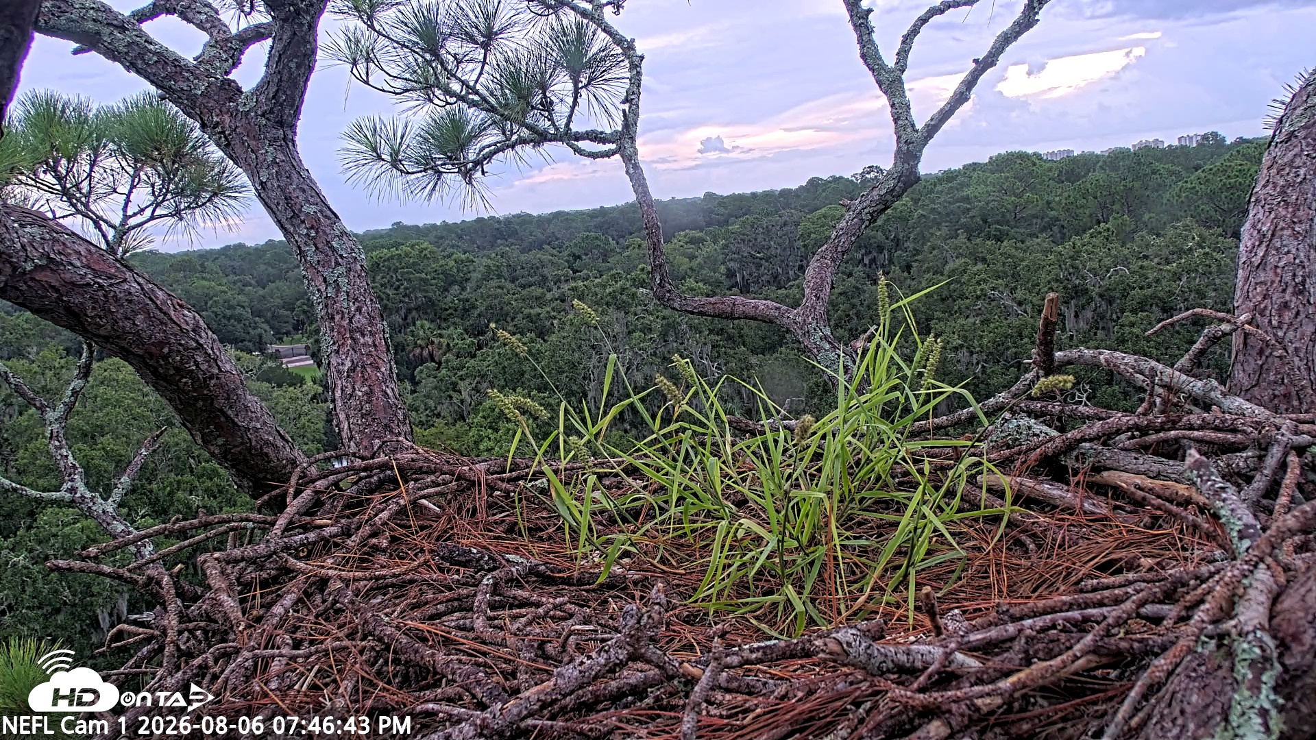 Snapshot of NE Florida Eagles Live Webcam taken Aug 6, 2026, 7:48pm EDT