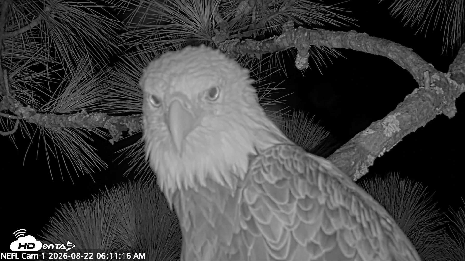 Snapshot of NE Florida Eagles Live Webcam taken Aug 22, 2026, 6:12am EDT