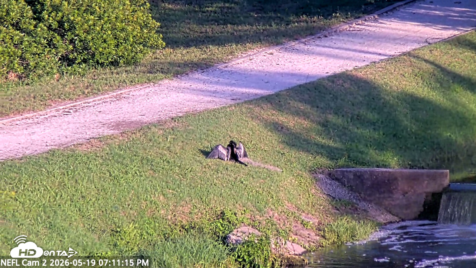 Snapshot of NE Florida Eagles Live Webcam taken May 19, 2026, 7:12pm EDT