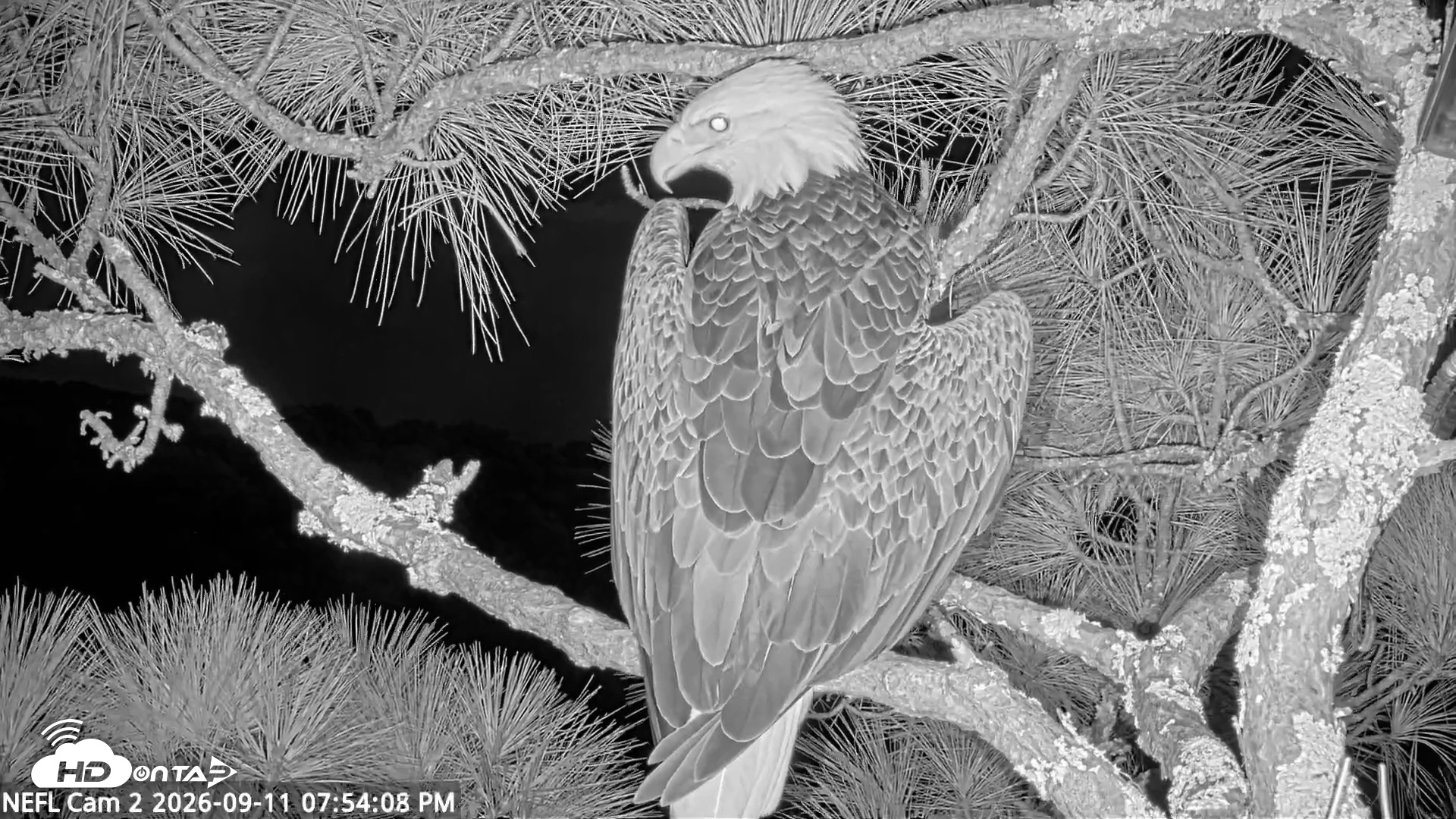 Snapshot of NE Florida Eagles Live Webcam taken Sep 11, 2026, 7:55pm EDT