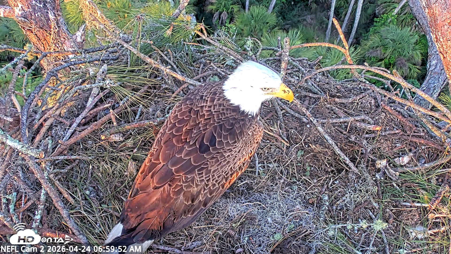 Snapshot of NE Florida Eagles Live Webcam taken Apr 24, 2026, 7:00am EDT