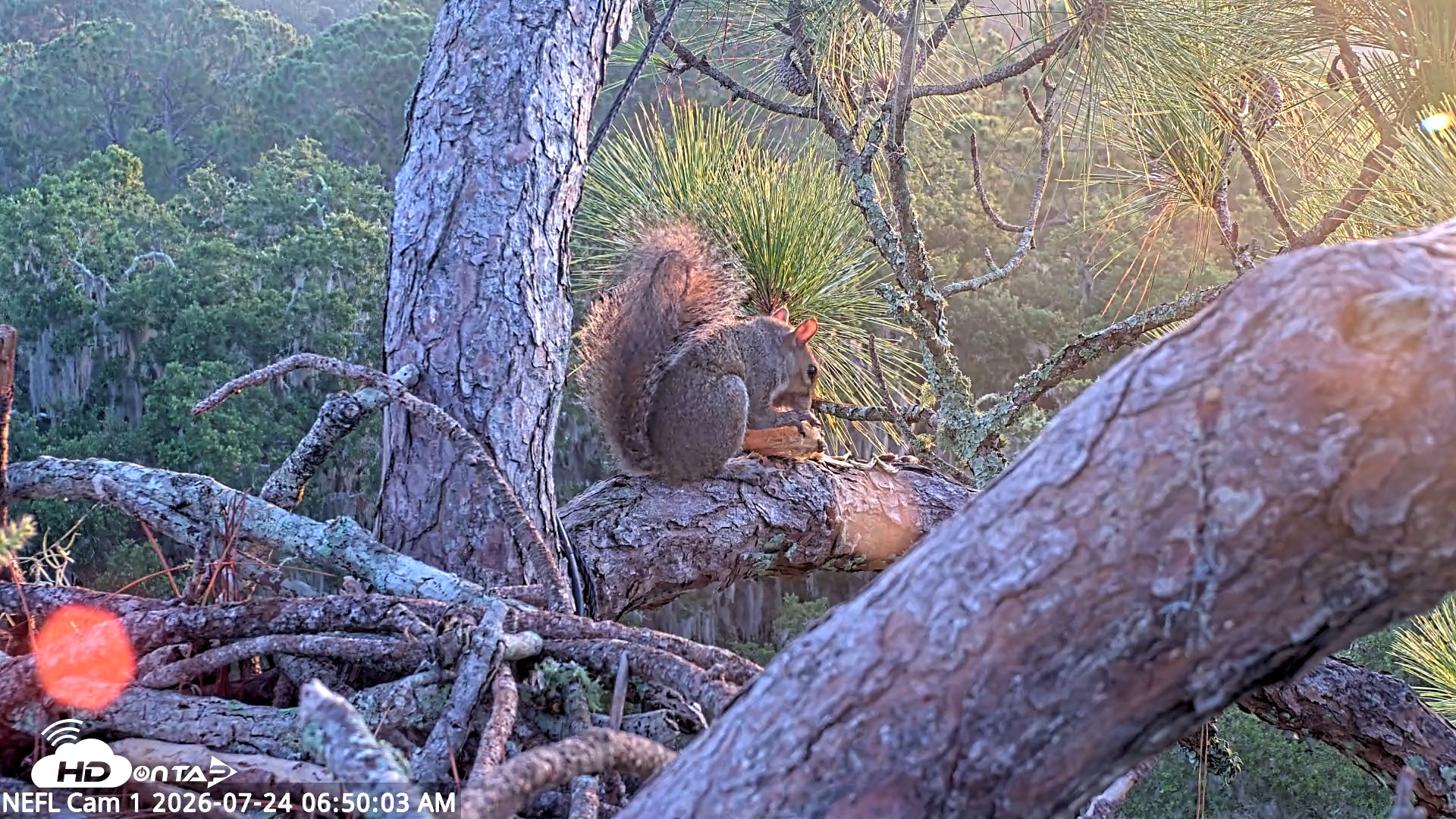 Snapshot of NE Florida Eagles Live Webcam taken Jul 24, 2026, 6:51am EDT