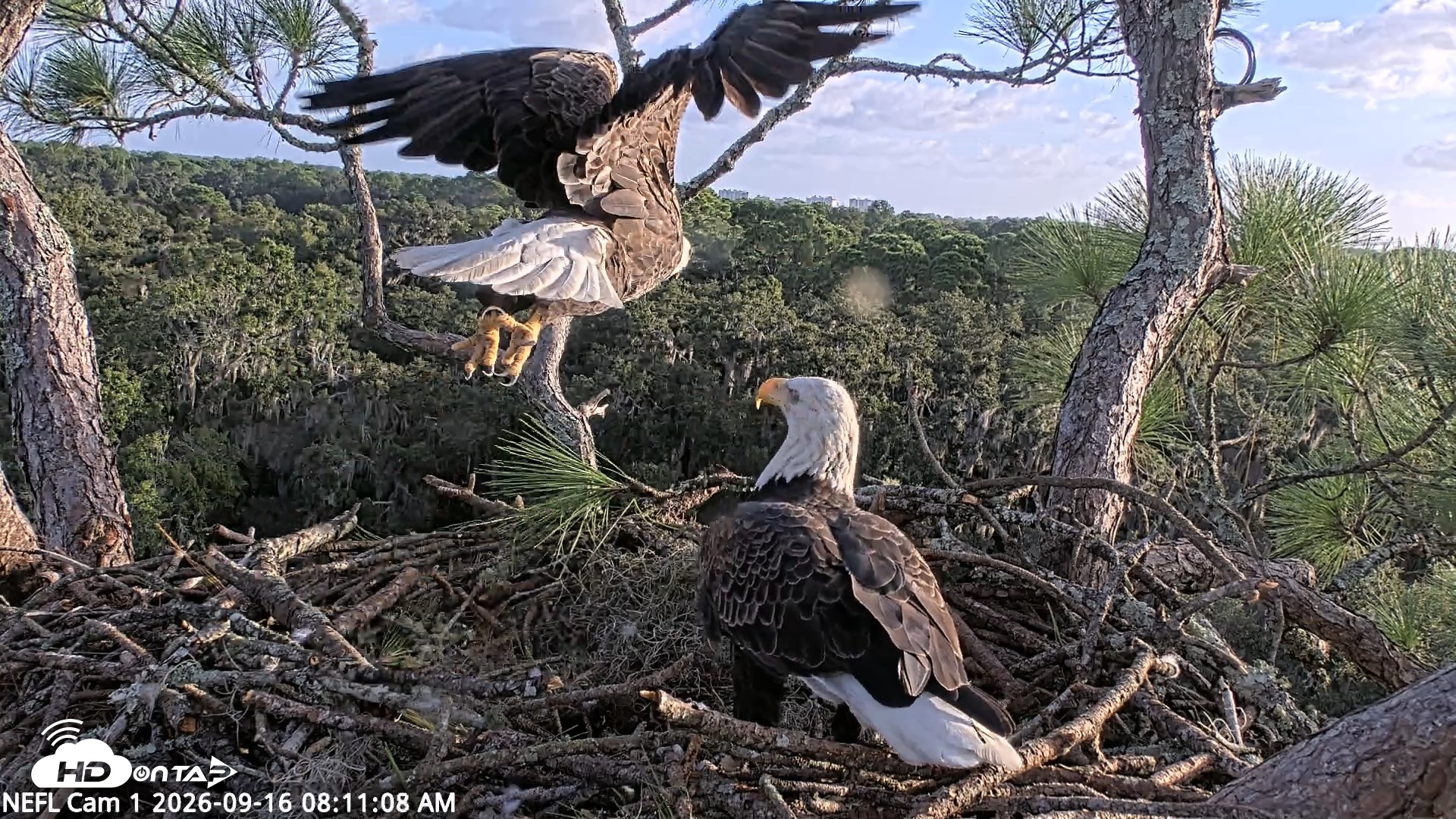 Snapshot of NE Florida Eagles Live Webcam taken Sep 16, 2026, 8:12am EDT