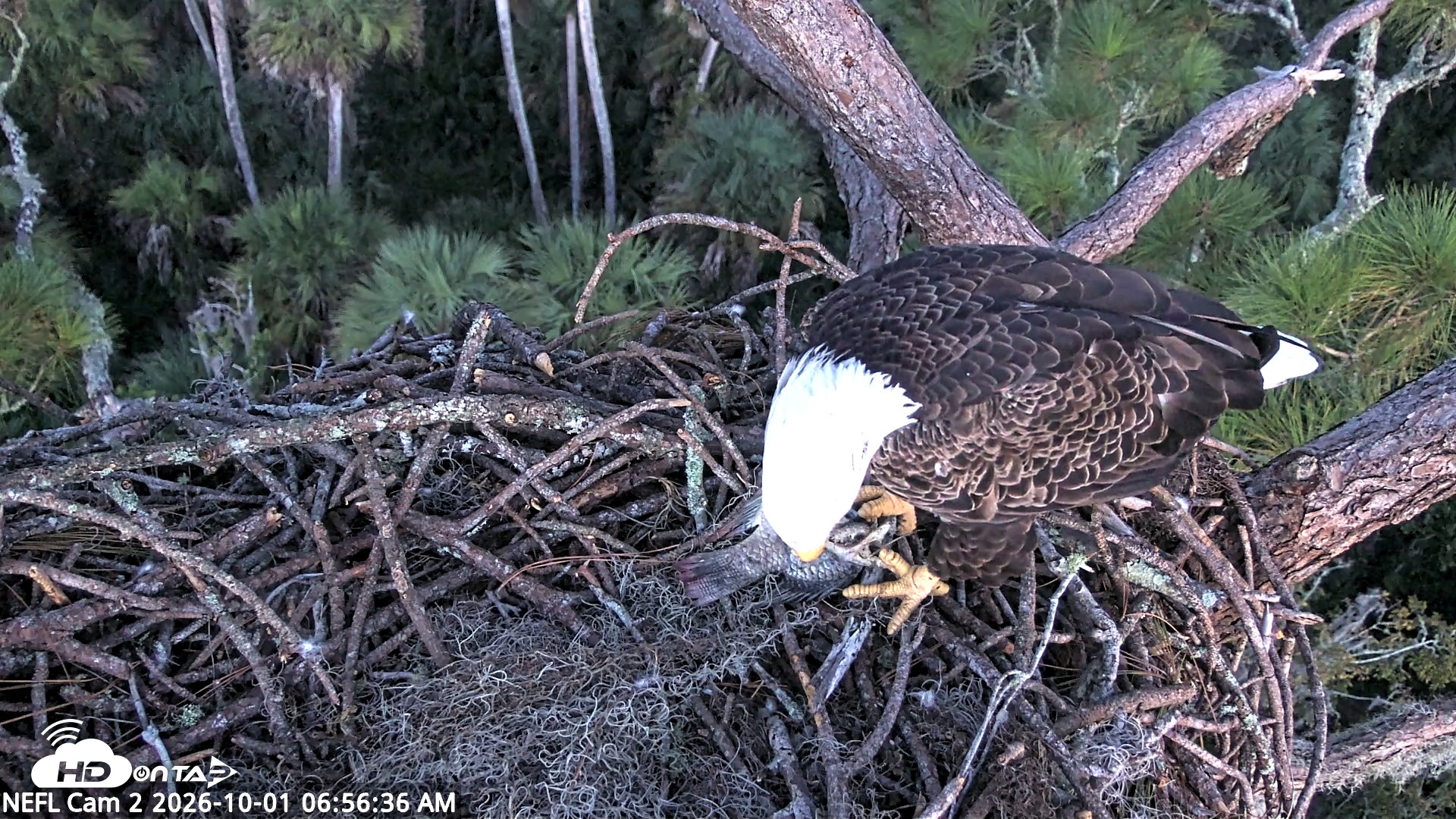 Snapshot of NE Florida Eagles Live Webcam taken Oct 1, 2026, 6:57am EDT