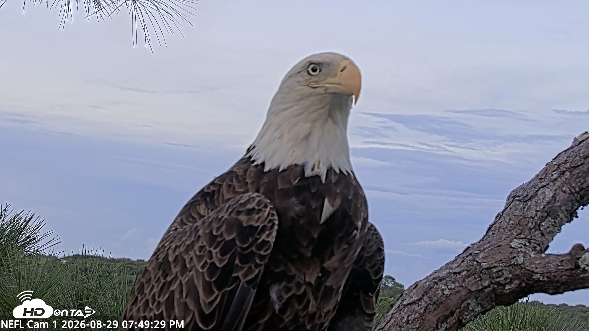 Snapshot of NE Florida Eagles Live Webcam taken Aug 29, 2026, 7:51pm EDT