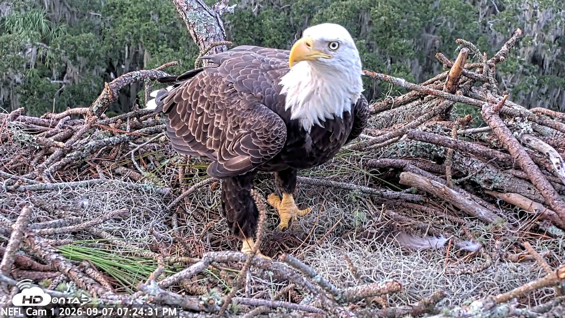 Snapshot of NE Florida Eagles Live Webcam taken Sep 7, 2026, 7:25pm EDT