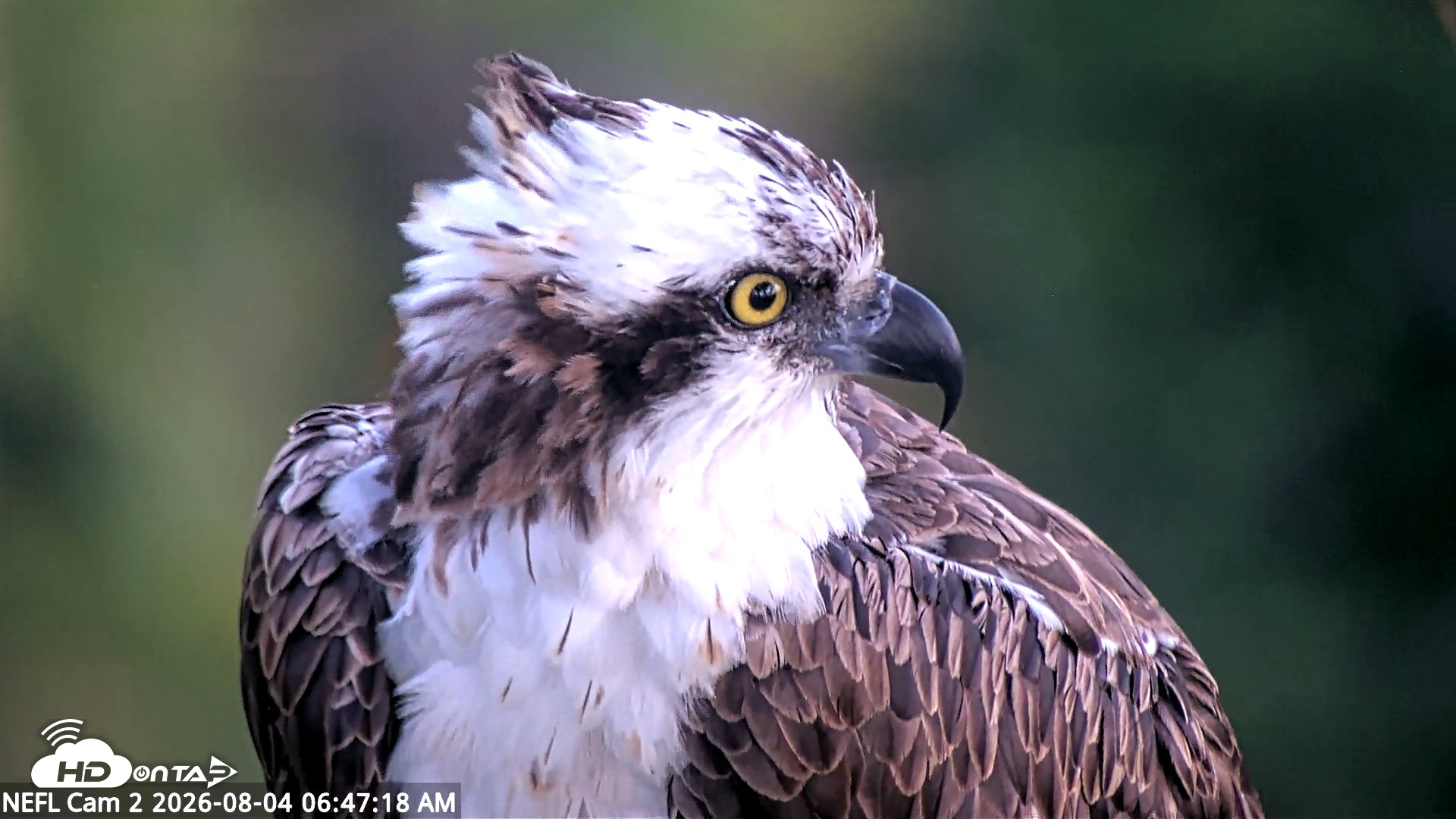 Snapshot of NE Florida Eagles Live Webcam taken Aug 4, 2026, 6:49am EDT