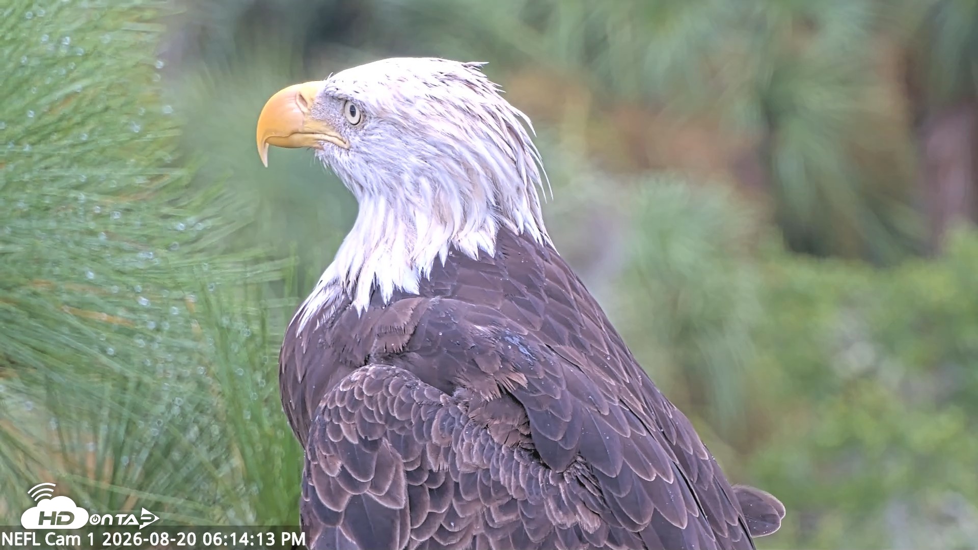 Snapshot of NE Florida Eagles Live Webcam taken Aug 20, 2026, 6:15pm EDT