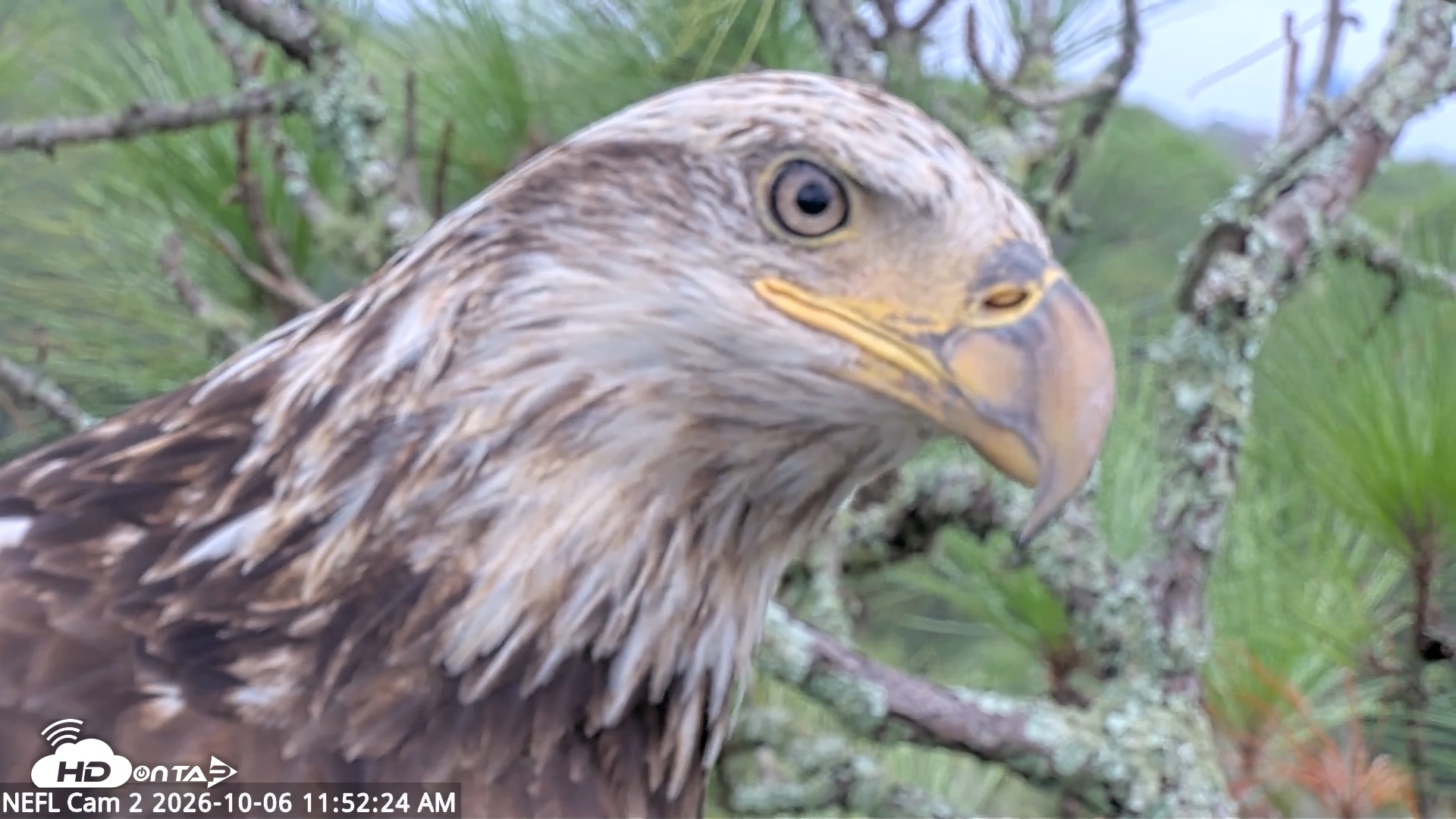 Snapshot of NE Florida Eagles Live Webcam taken Oct 6, 2026, 11:53am EDT