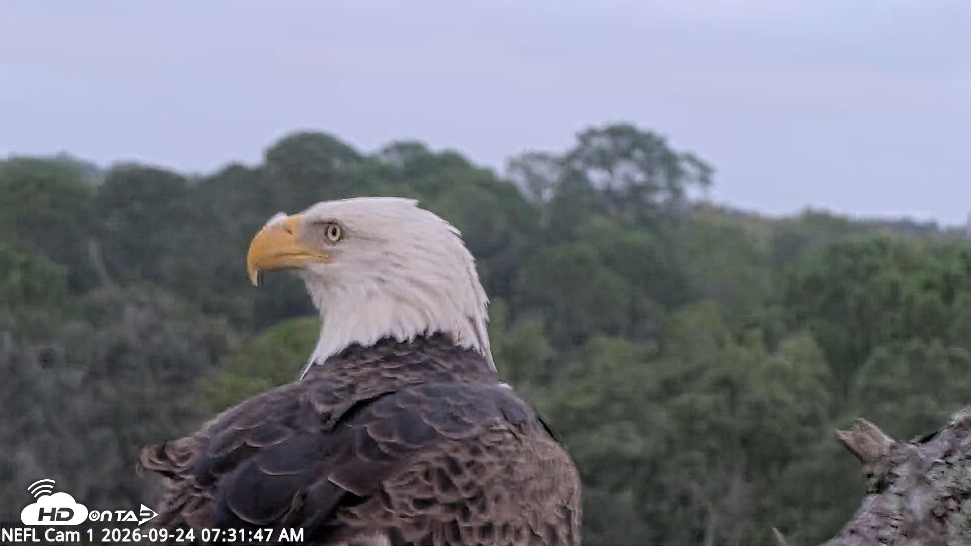 Snapshot of NE Florida Eagles Live Webcam taken Sep 24, 2026, 7:32am EDT