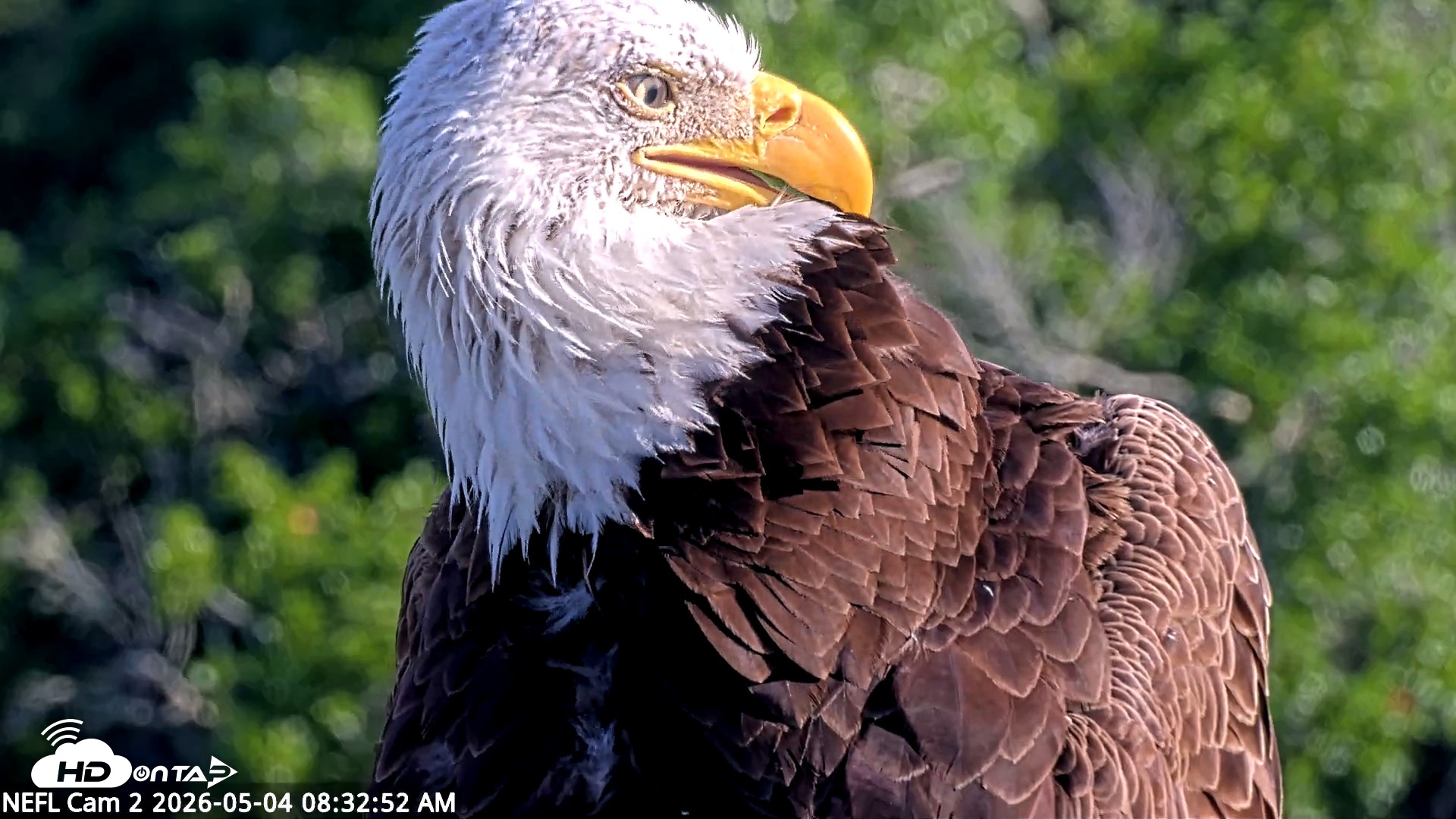 Snapshot of NE Florida Eagles Live Webcam taken May 4, 2026, 8:34am EDT