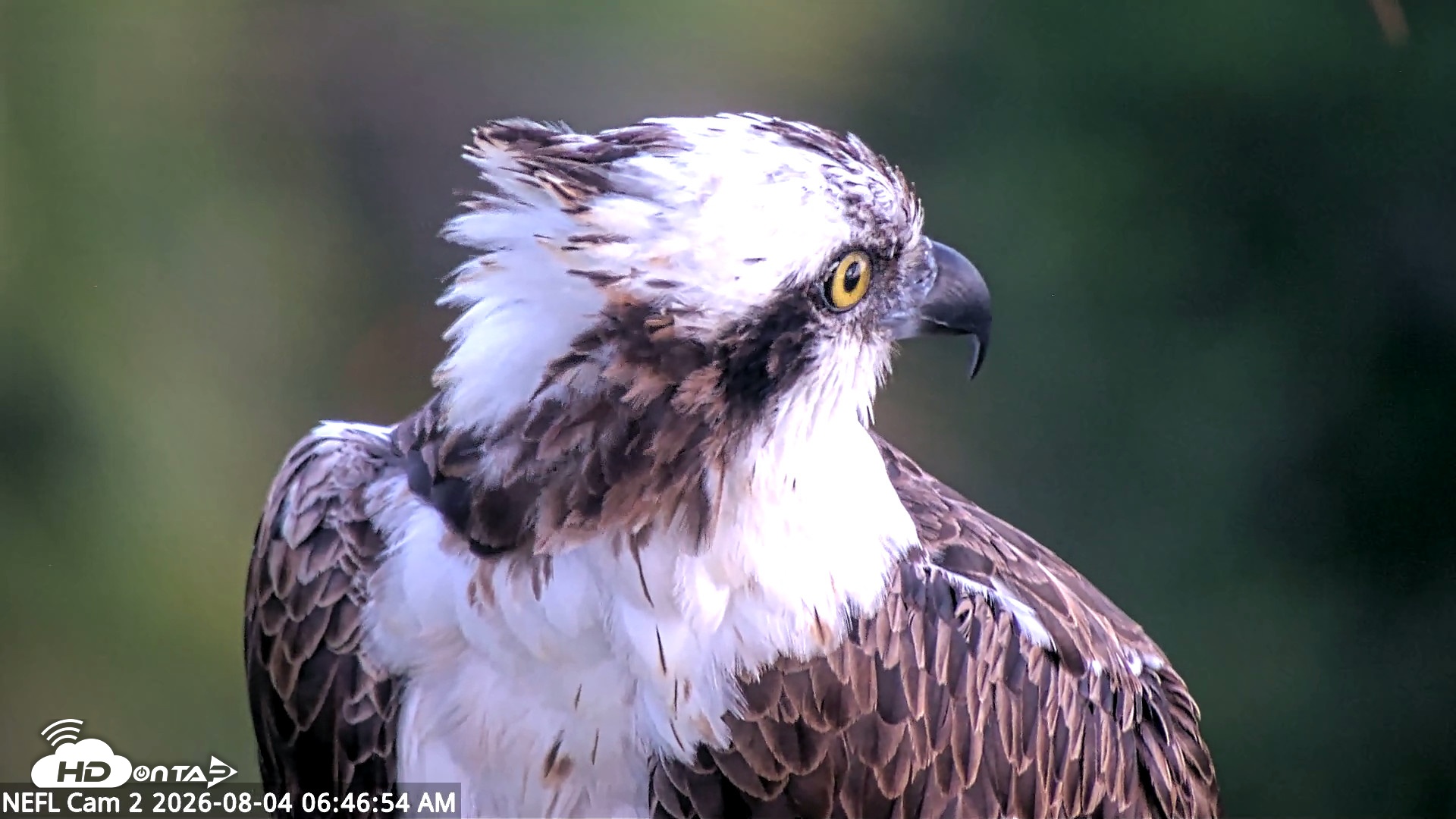 Snapshot of NE Florida Eagles Live Webcam taken Aug 4, 2026, 6:49am EDT