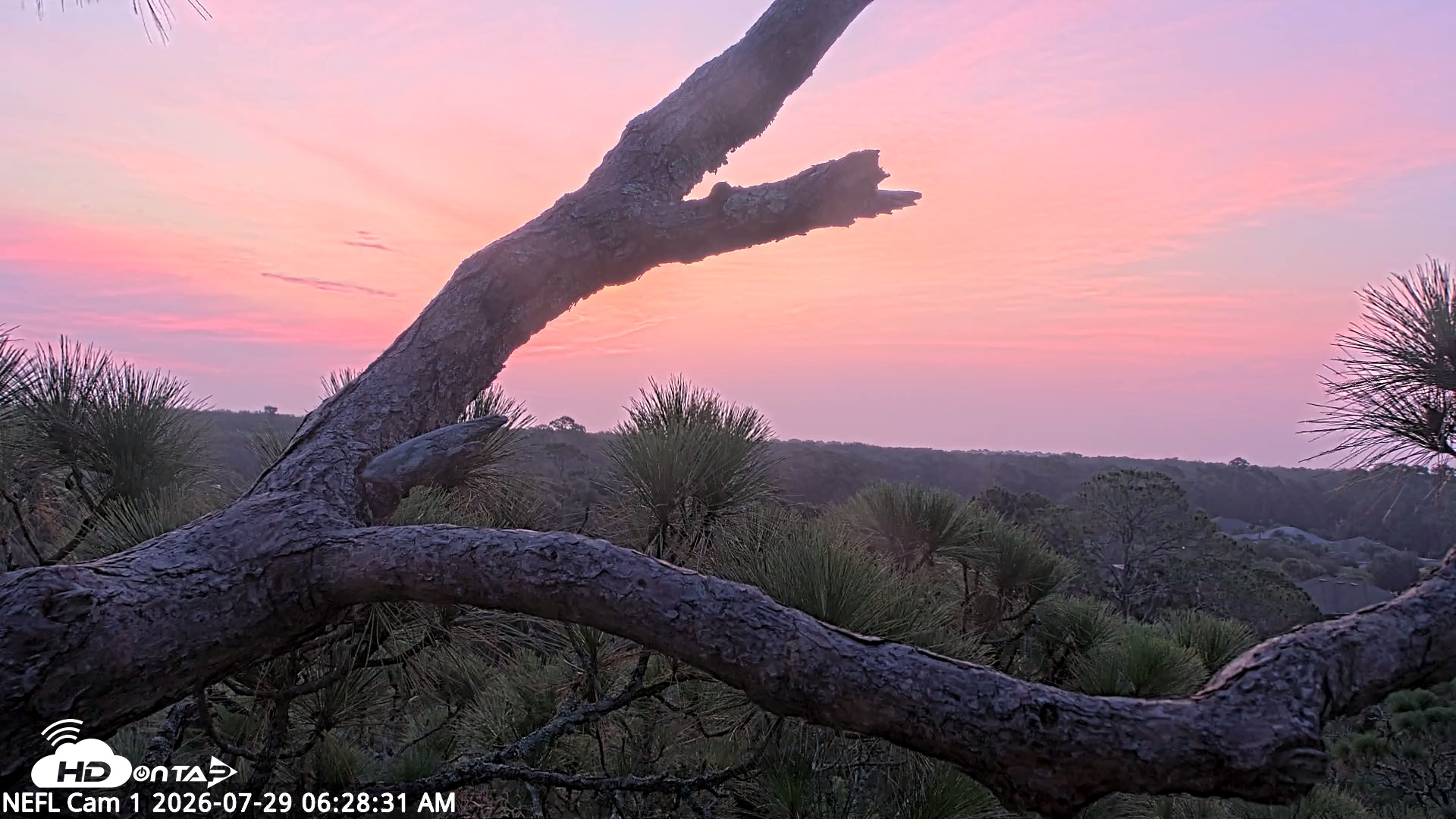 Snapshot of NE Florida Eagles Live Webcam taken Jul 29, 2026, 6:30am EDT