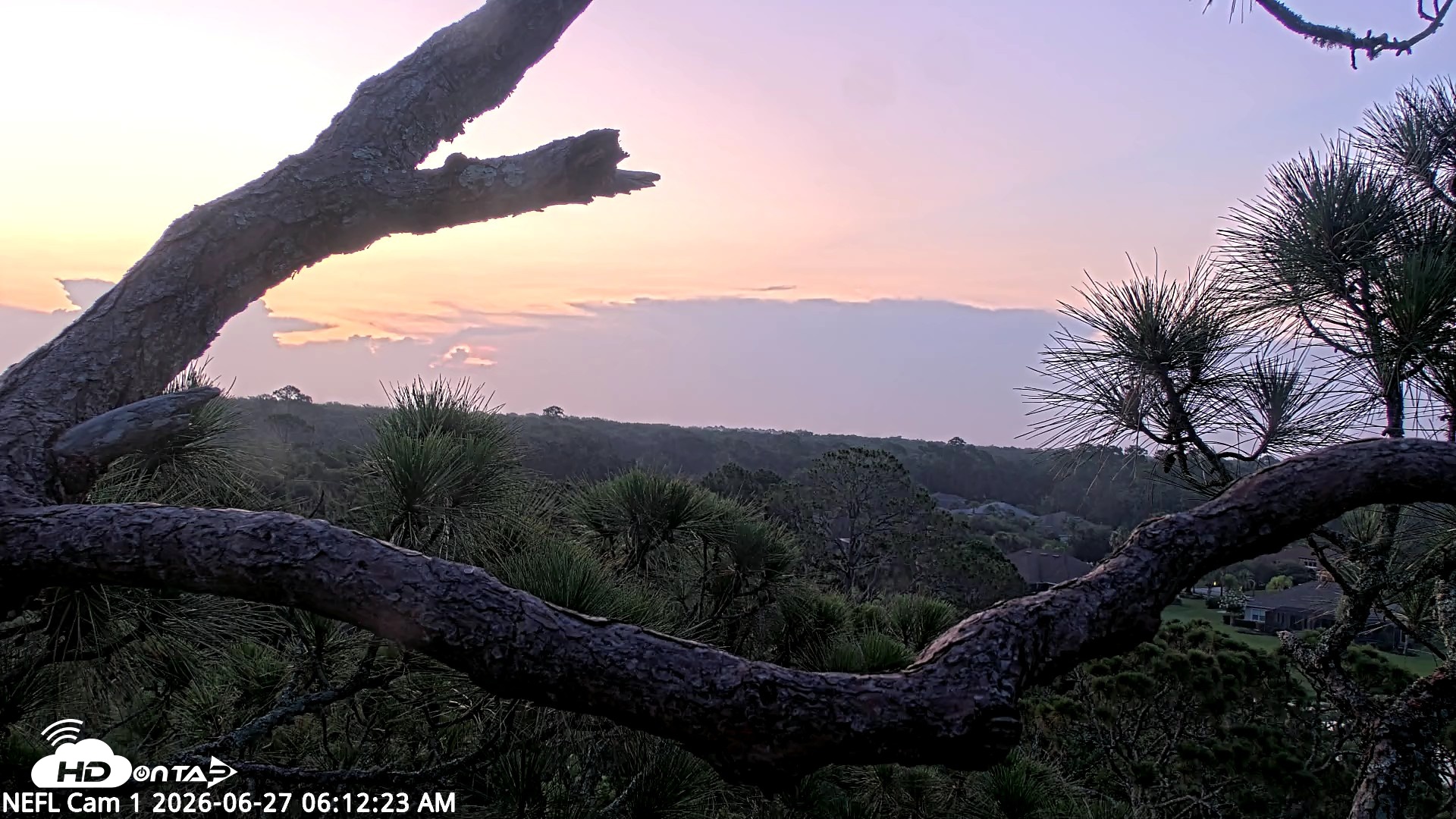 Snapshot of NE Florida Eagles Live Webcam taken Jun 27, 2026, 6:13am EDT