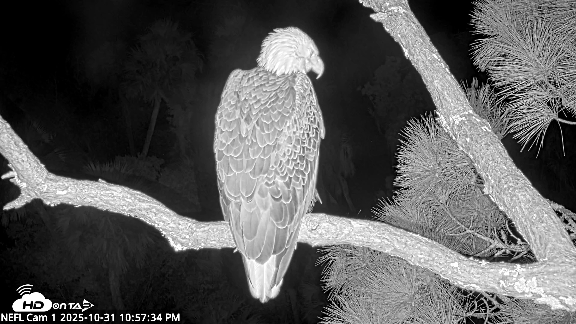 Snapshot of NE Florida Eagles Live Webcam taken Oct 31, 2025, 10:58pm EDT