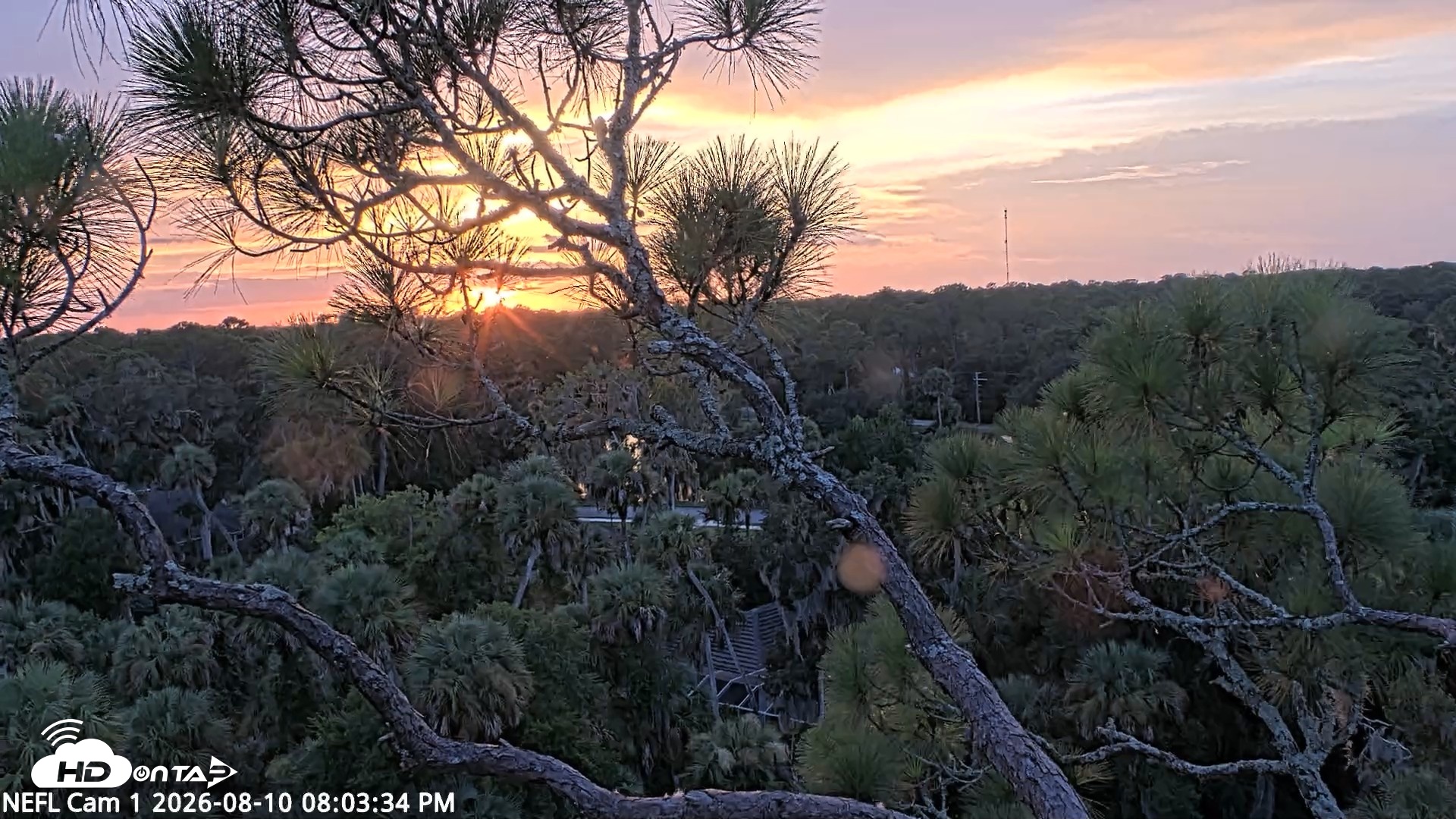 Snapshot of NE Florida Eagles Live Webcam taken Aug 10, 2026, 8:04pm EDT