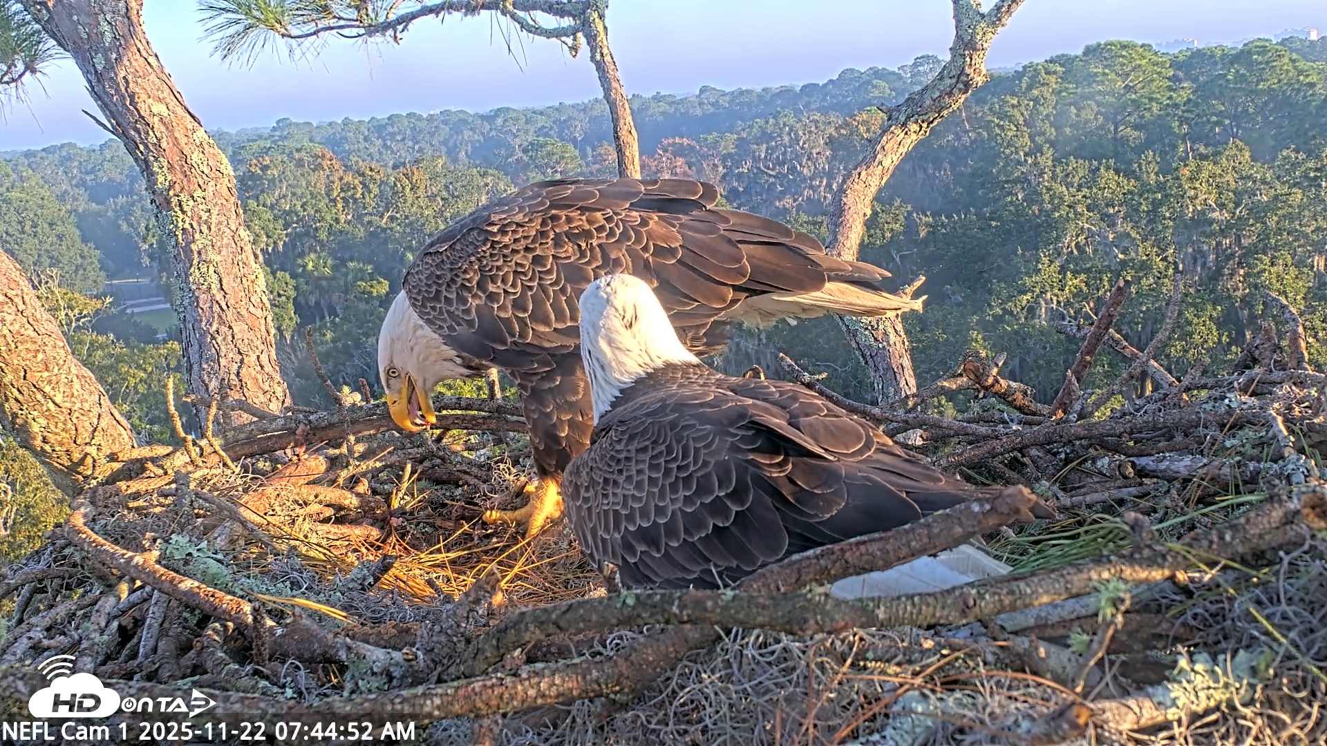 Snapshot of NE Florida Eagles Live Webcam taken Nov 22, 2025, 7:45am EST