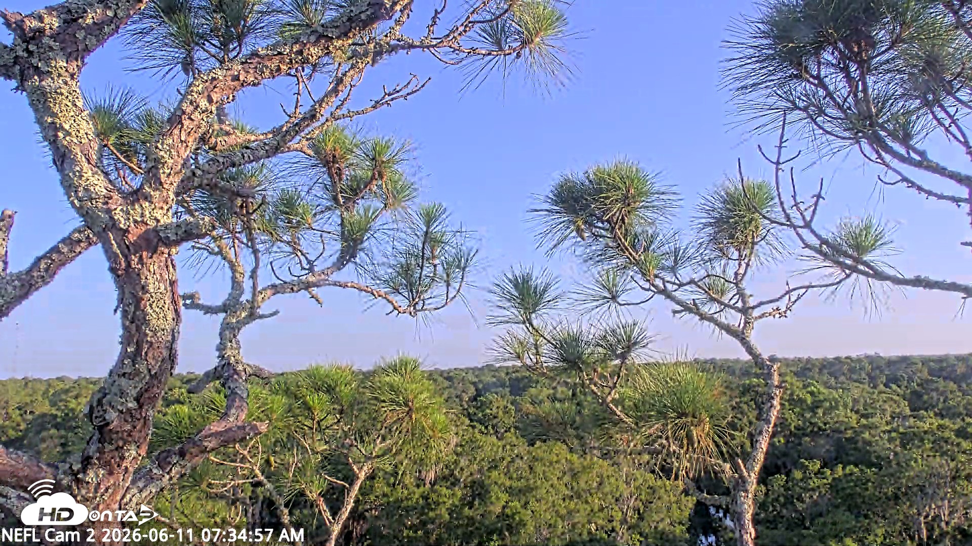Snapshot of NE Florida Eagles Live Webcam taken Jun 11, 2026, 7:42am EDT