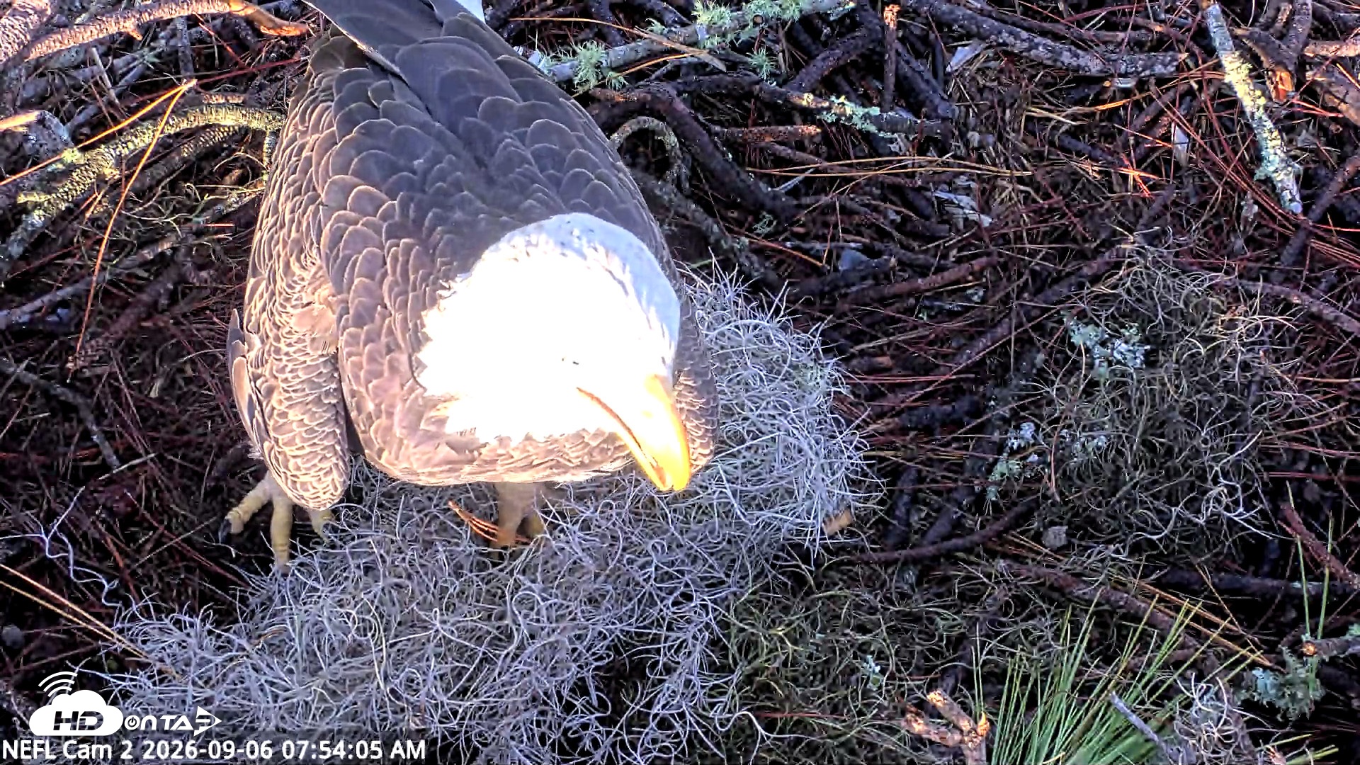 Snapshot of NE Florida Eagles Live Webcam taken Sep 6, 2026, 7:54am EDT