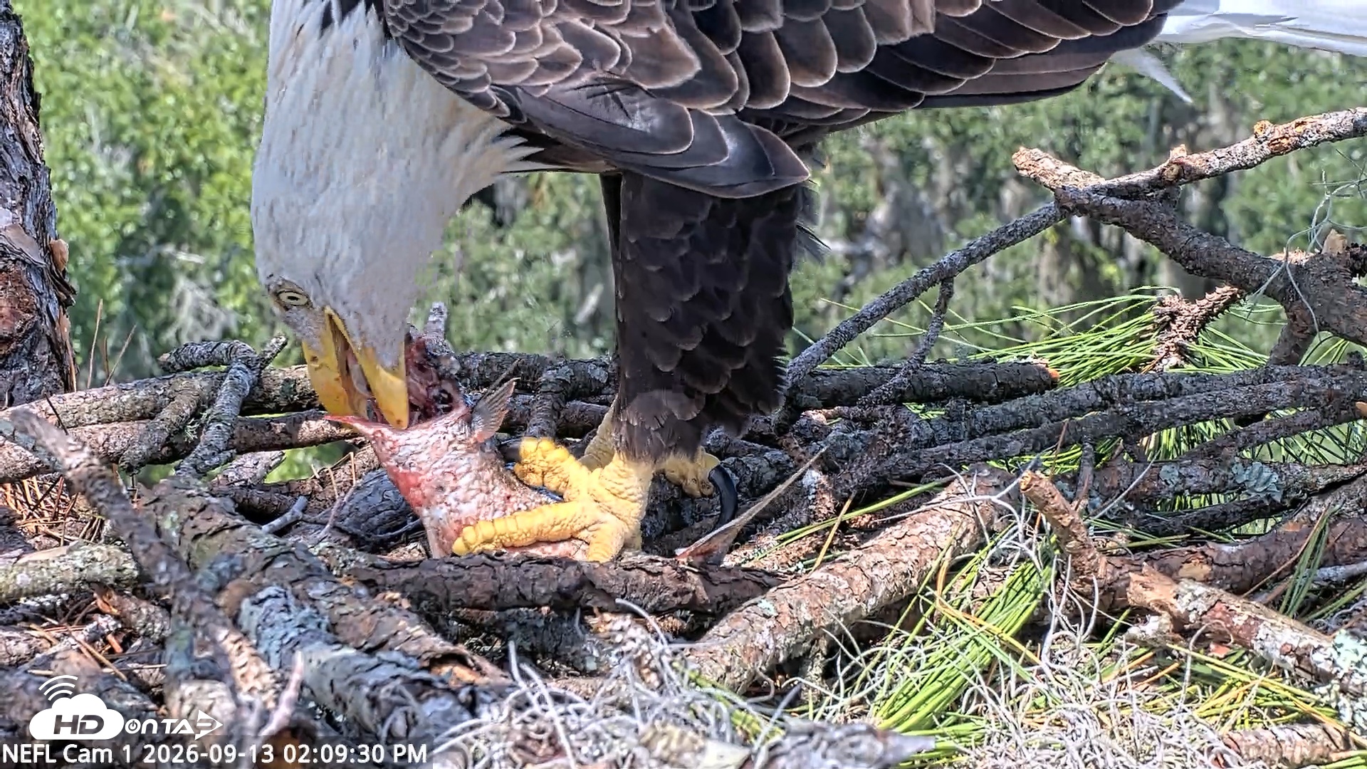 Snapshot of NE Florida Eagles Live Webcam taken Sep 13, 2026, 2:10pm EDT