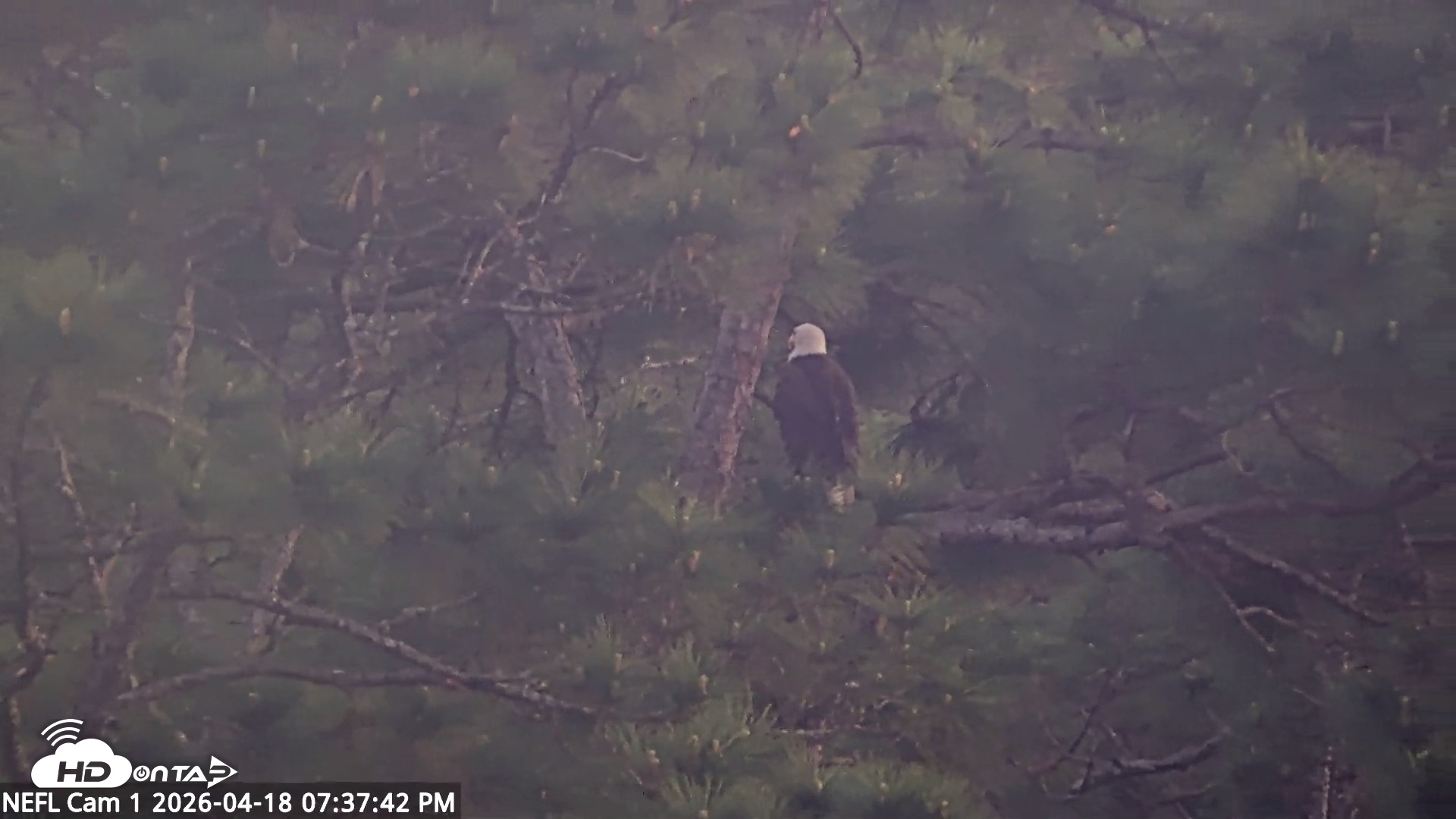 Snapshot of NE Florida Eagles Live Webcam taken Apr 18, 2026, 7:38pm EDT