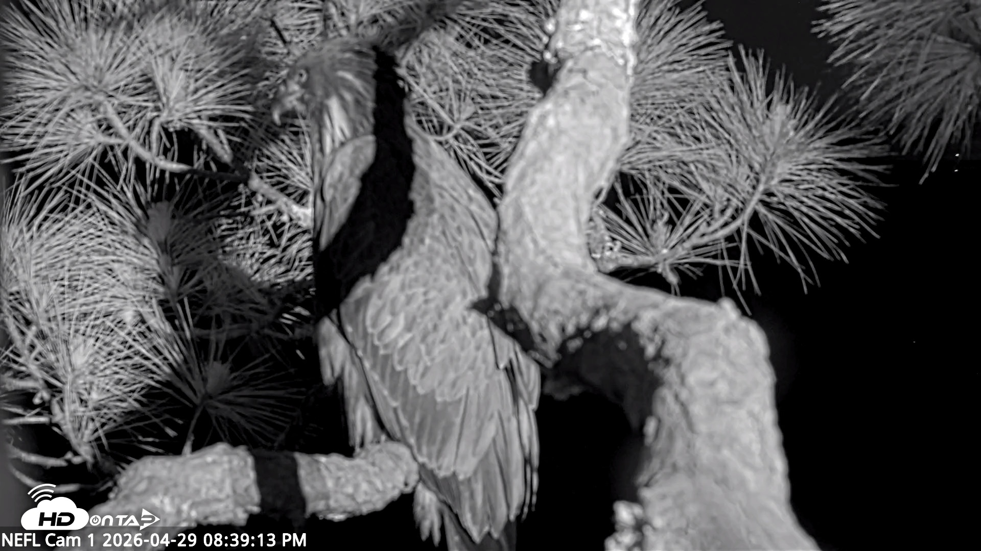 Snapshot of NE Florida Eagles Live Webcam taken Apr 29, 2026, 8:40pm EDT