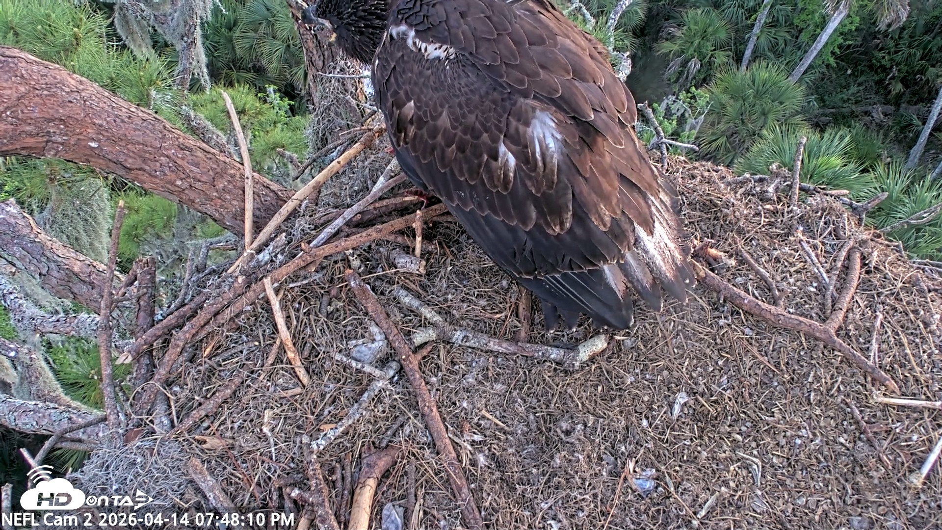 Snapshot of NE Florida Eagles Live Webcam taken Apr 14, 2026, 7:49pm EDT