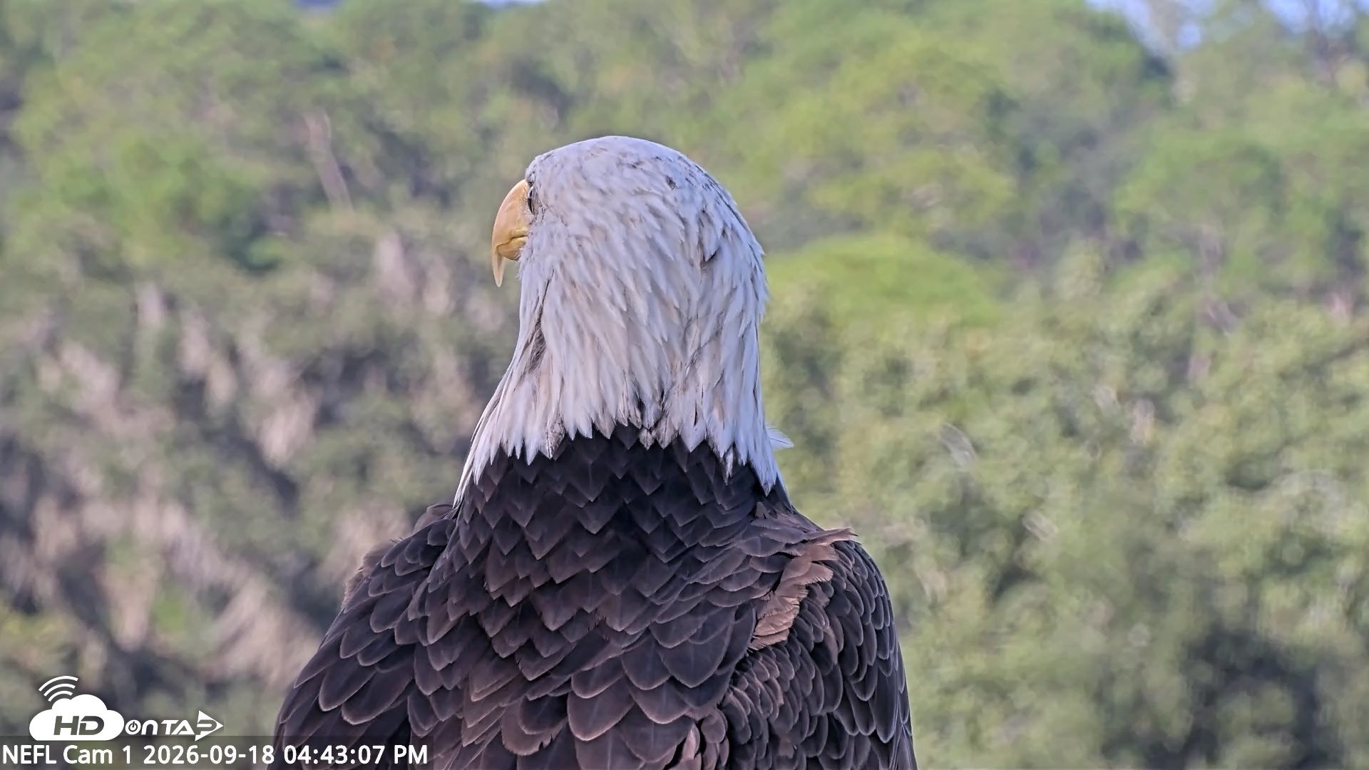 Snapshot of NE Florida Eagles Live Webcam taken Sep 18, 2026, 4:43pm EDT