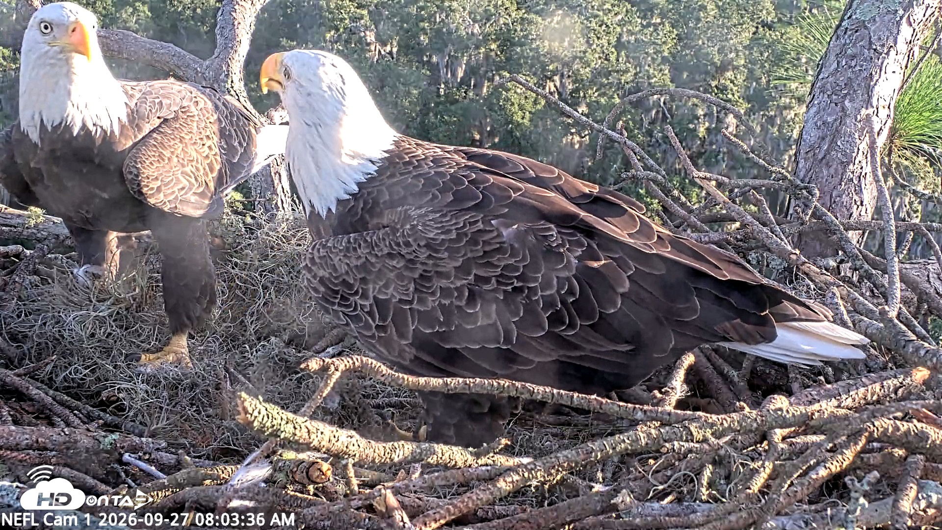 Snapshot of NE Florida Eagles Live Webcam taken Sep 27, 2026, 8:04am EDT