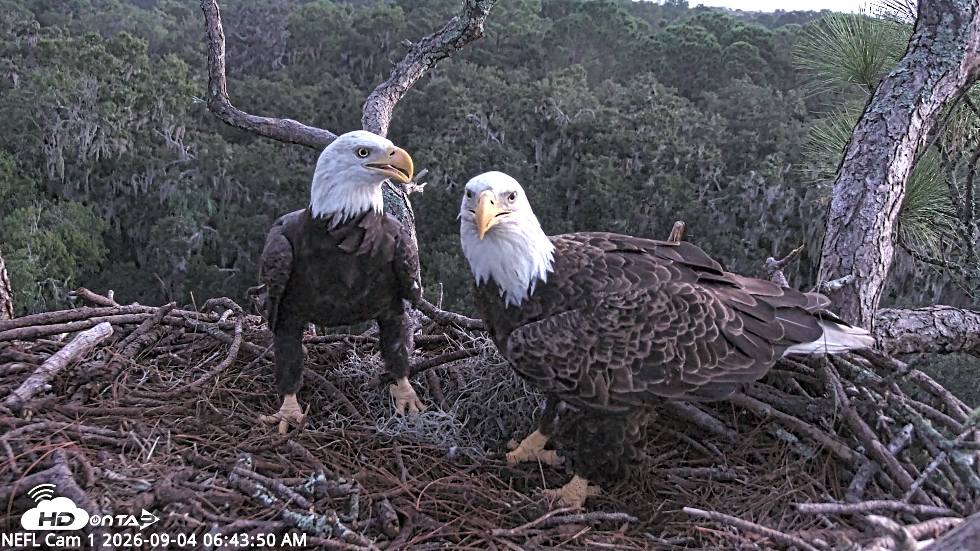 Snapshot of NE Florida Eagles Live Webcam taken Sep 4, 2026, 6:44am EDT