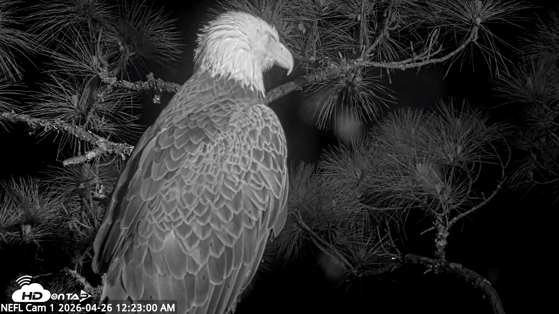Snapshot of NE Florida Eagles Live Webcam taken Apr 26, 2026, 12:23am EDT