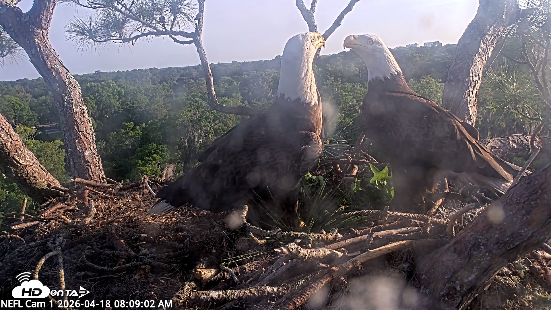 Snapshot of NE Florida Eagles Live Webcam taken Apr 18, 2026, 8:09am EDT