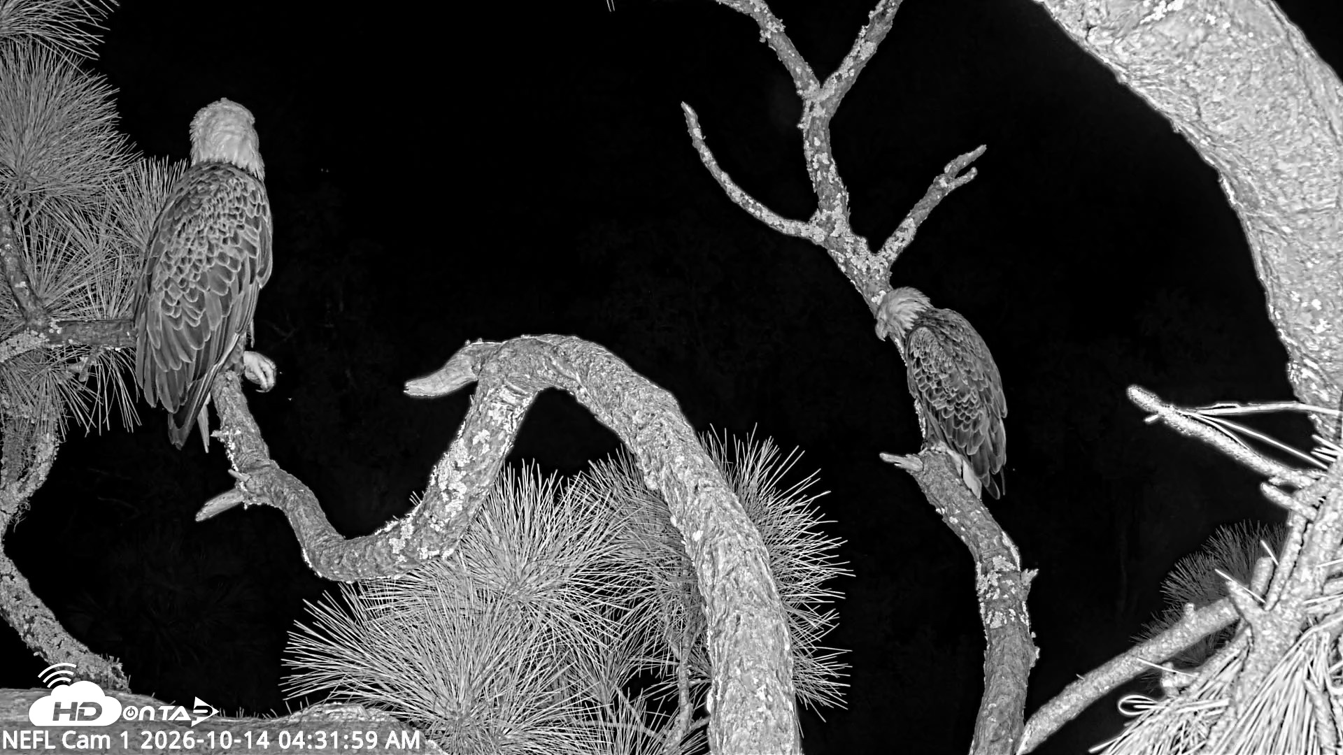 Snapshot of NE Florida Eagles Live Webcam taken Oct 14, 2026, 4:32am EDT