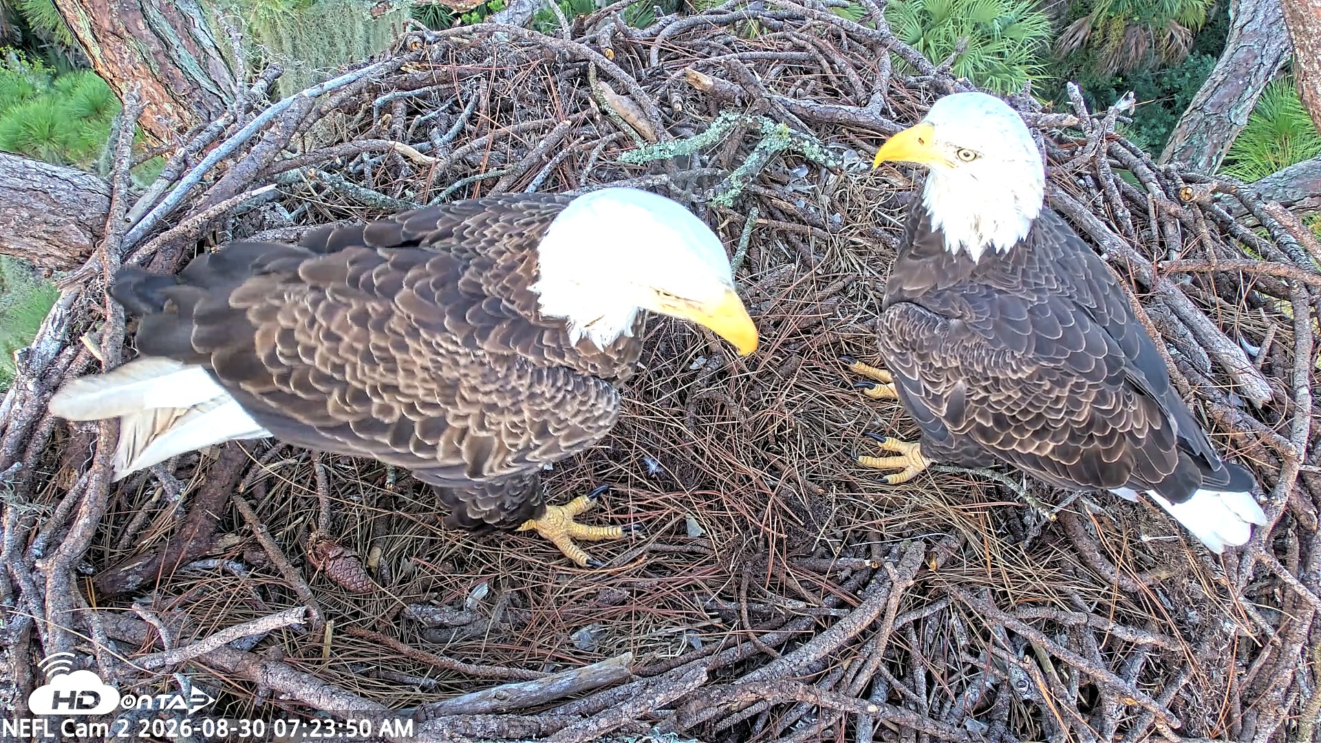 Snapshot of NE Florida Eagles Live Webcam taken Aug 30, 2026, 7:24am EDT
