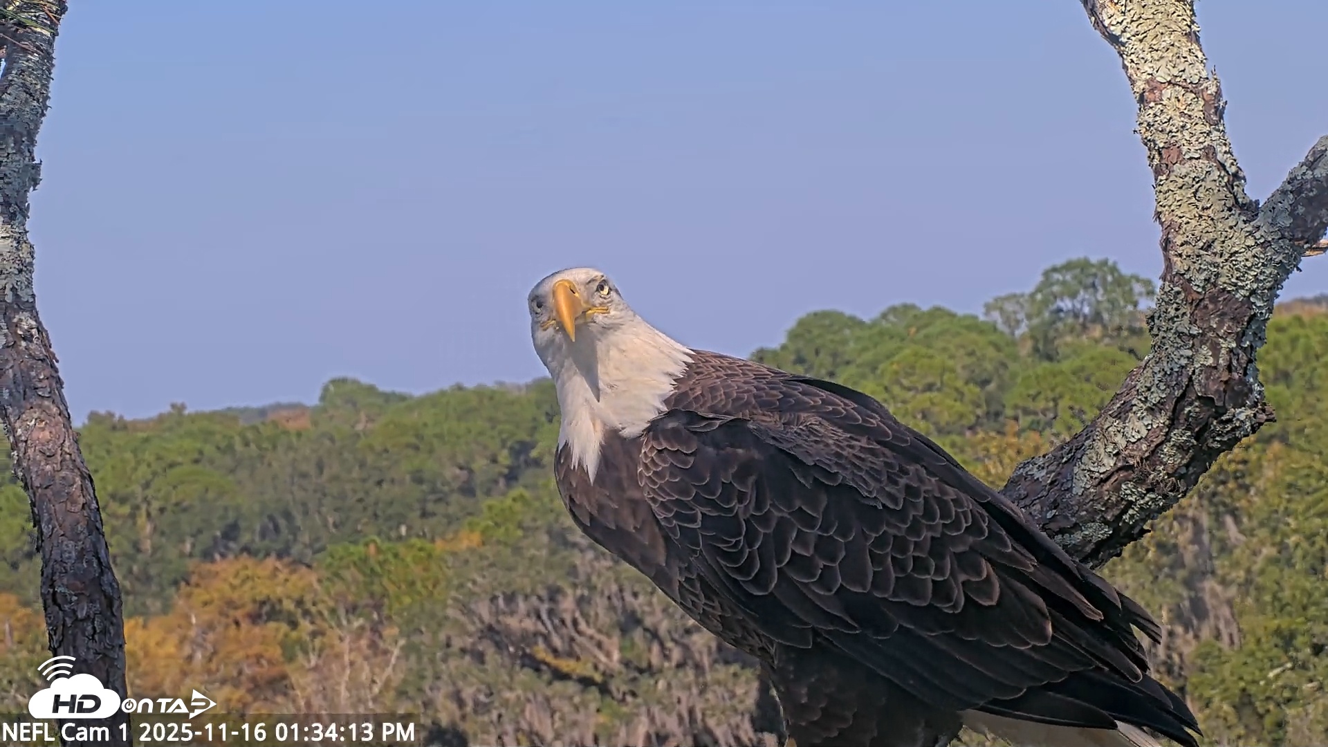 Snapshot of NE Florida Eagles Live Webcam taken Nov 16, 2025, 1:35pm EST
