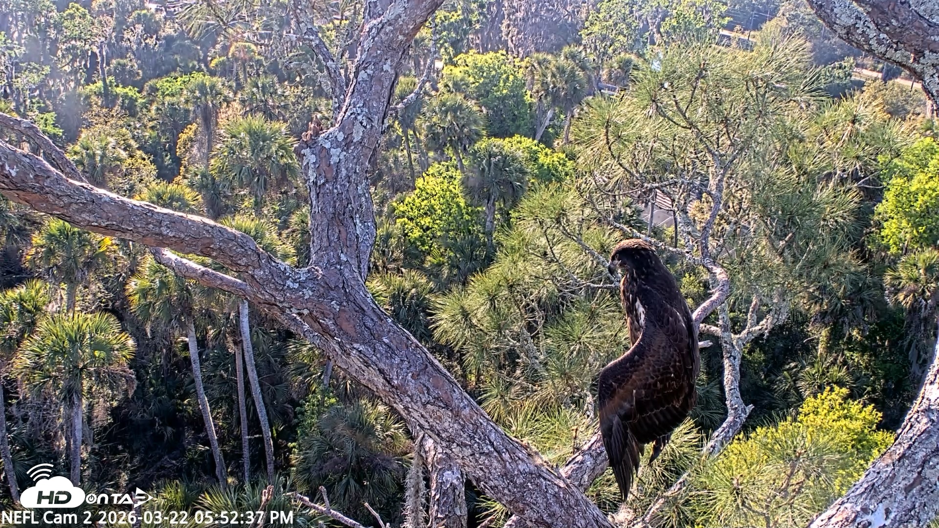Snapshot of NE Florida Eagles Live Webcam taken Mar 22, 2026, 5:53pm EDT