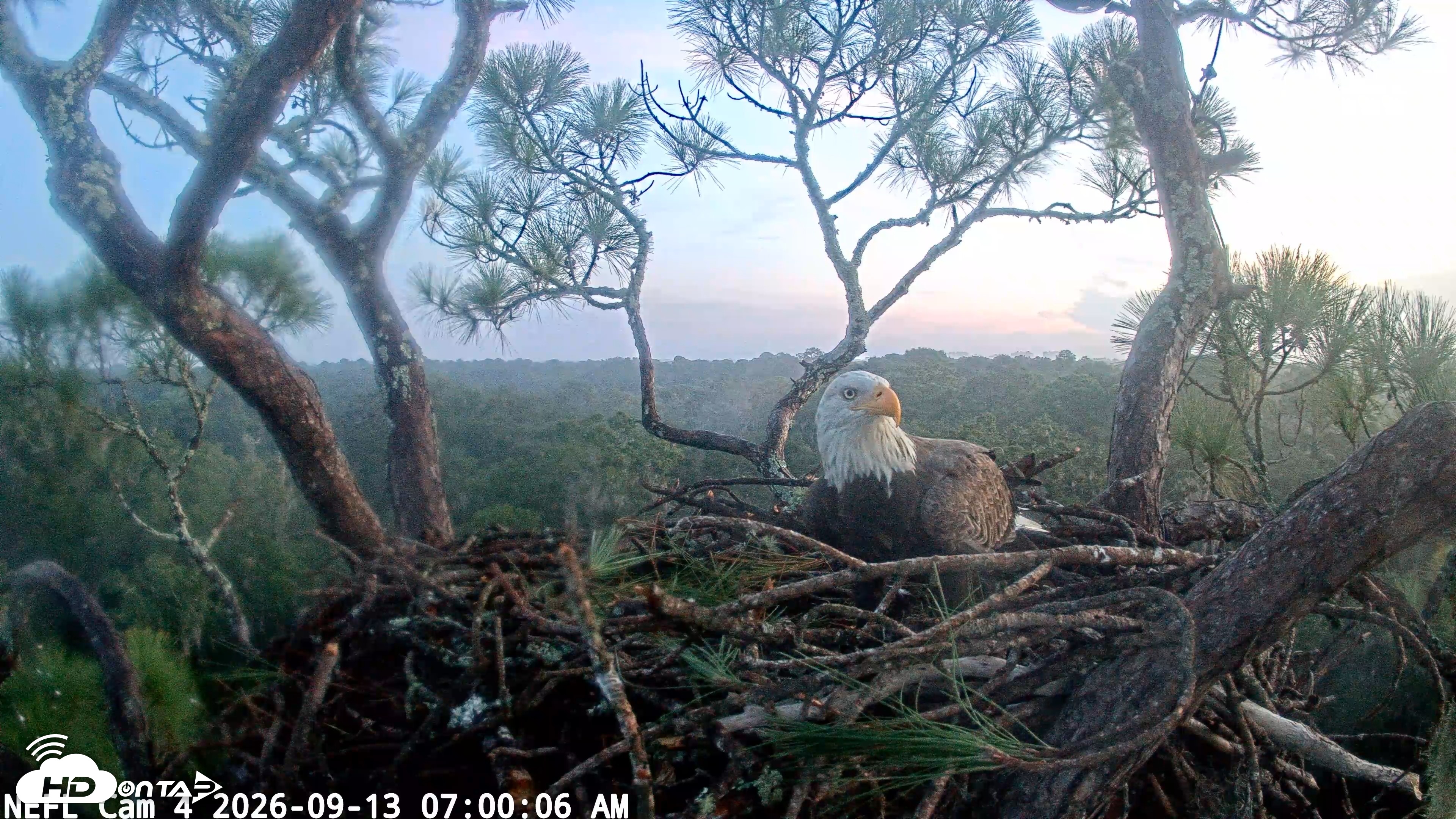 Snapshot of NE Florida Eagles Live Webcam taken Sep 13, 2026, 7:00am EDT